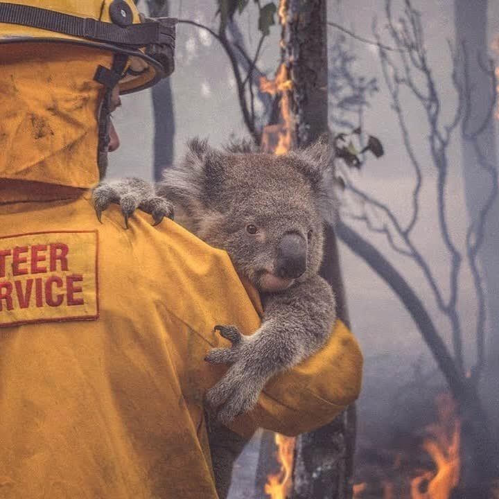 Canon Photographyさんのインスタグラム写真 - (Canon PhotographyInstagram)「Firefighters are the real heroes, risking their lives to save animals and properties. The two images are truly terrifying. 😥  Image 1 | @nrmainsurance  Image 2 | @mattabbottphoto  Curated by @steffeneisenacher  If you want more information or are looking for ways to donate, here are some good websites: www.rfs.nsw.gov.au  www.cfa.vic.gov.au  www.givit.org.au  www.cfsfoundation.org.au  www.redcross.org.au #australia #australianbushfires #bushfires #wildfires #koala #kangaroo」1月5日 18時25分 - cpcollectives