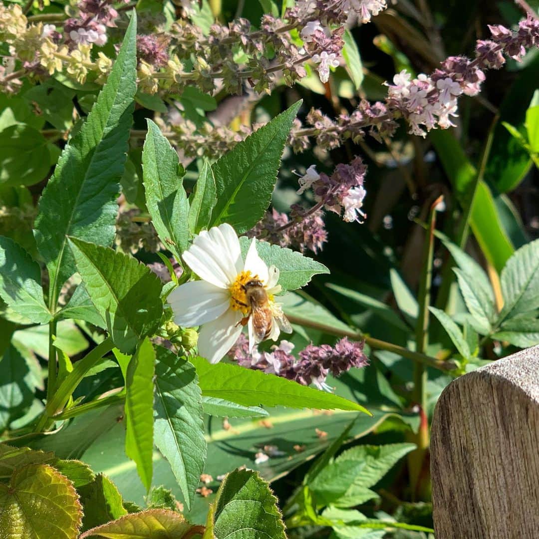 崎山一葉さんのインスタグラム写真 - (崎山一葉Instagram)「＊ 今朝は地元首里の活性化の為、チャリティヨガが開催されましたが私は行けなかったので、個別チャリティヨガを同級生のお店《新垣養蜂園🍯》の屋上で🧘‍♀️ ・ ＊ さすが蜂蜜やさん🍯‼︎ お花がたくさん咲いているので、蜂が蜜を吸いに来ていました🐝  春ですねぇ〜🌸 非常に気持ち良かったです‼ ＊ ＊ チャリティヨガでは#山城まんじゅう もお土産に🤤  良いですねぇ✨ ・ ・  #首里 #shuri #新垣養蜂園 #首里王朝蜂蜜 #非加熱 👗#kureha」1月5日 18時35分 - kazuha_sakiyama