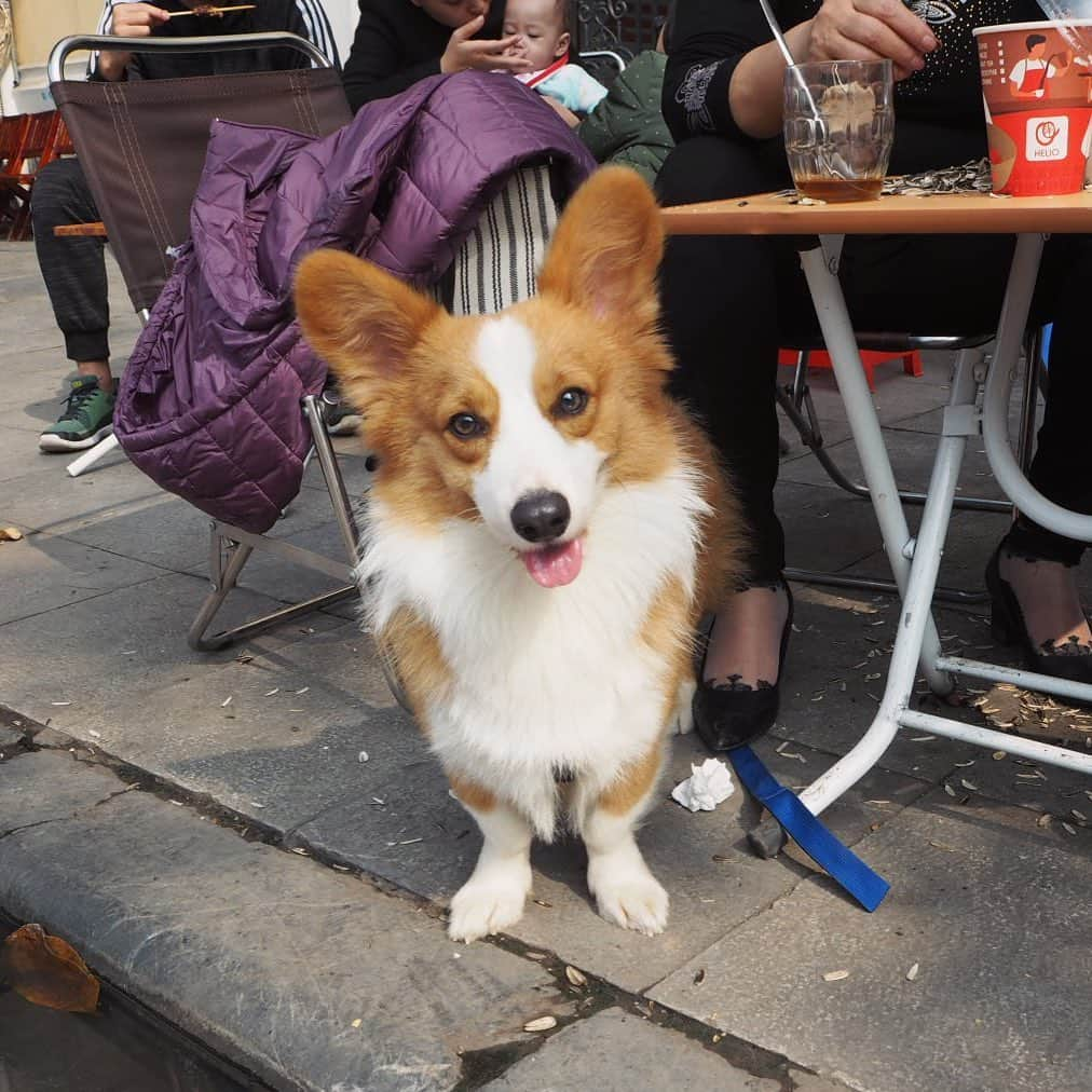 IMALUさんのインスタグラム写真 - (IMALUInstagram)「ベトナム ハノイでコーギーに遭遇🔥 #出会ったワンコ🐶  #Vietnam #Hanoi #Corgi」1月5日 19時02分 - imalu_0919