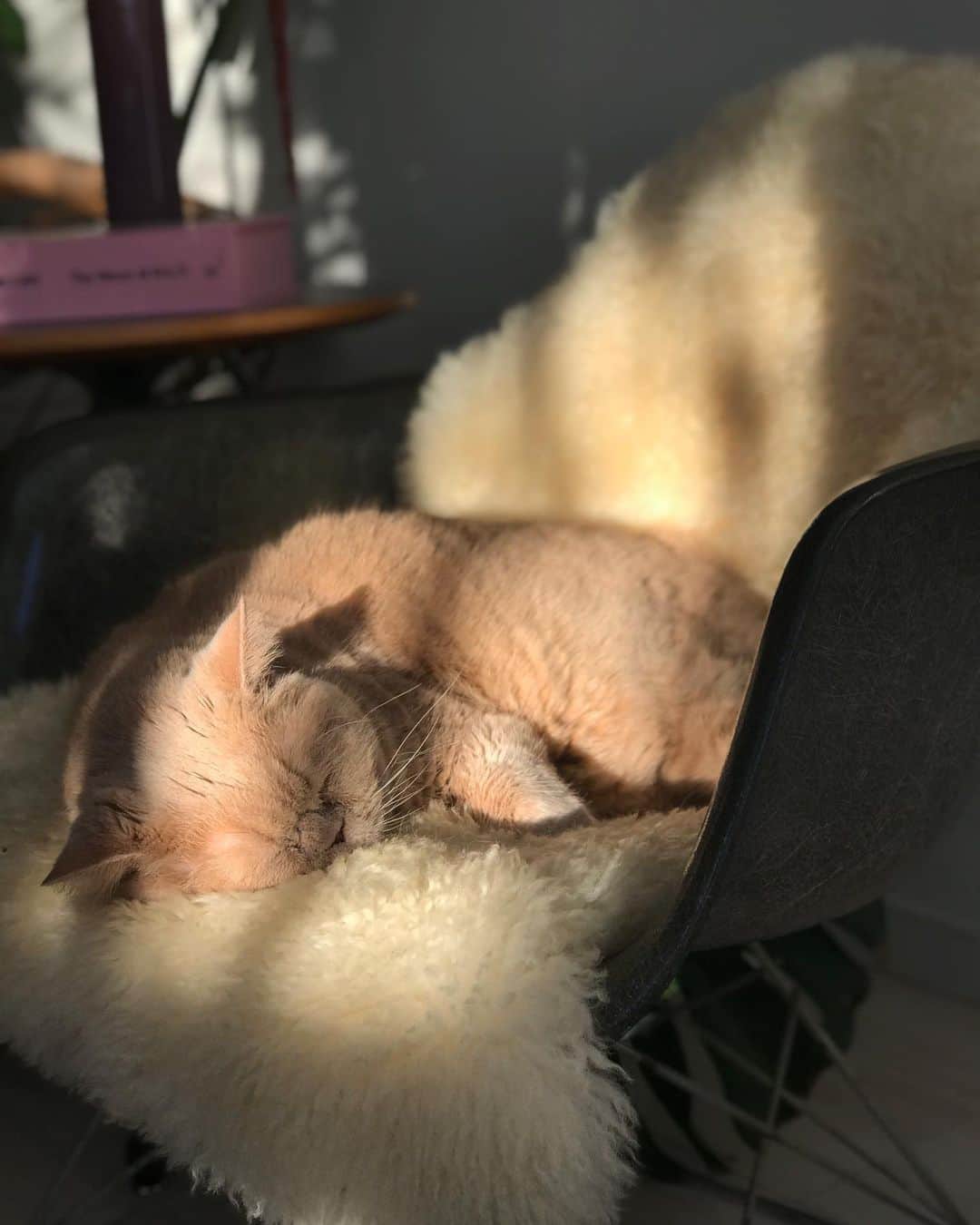 濱中鮎子のインスタグラム：「揺れる光を違和感なく受け入れるチャイ坊。  #cat #ネコ #小心者の親分 #チャイ坊 #チャイ #chai #britishshorthair #ブリティッシュショートヘア #クラッシュフェイス #ぶチャイく #愛の交歓」