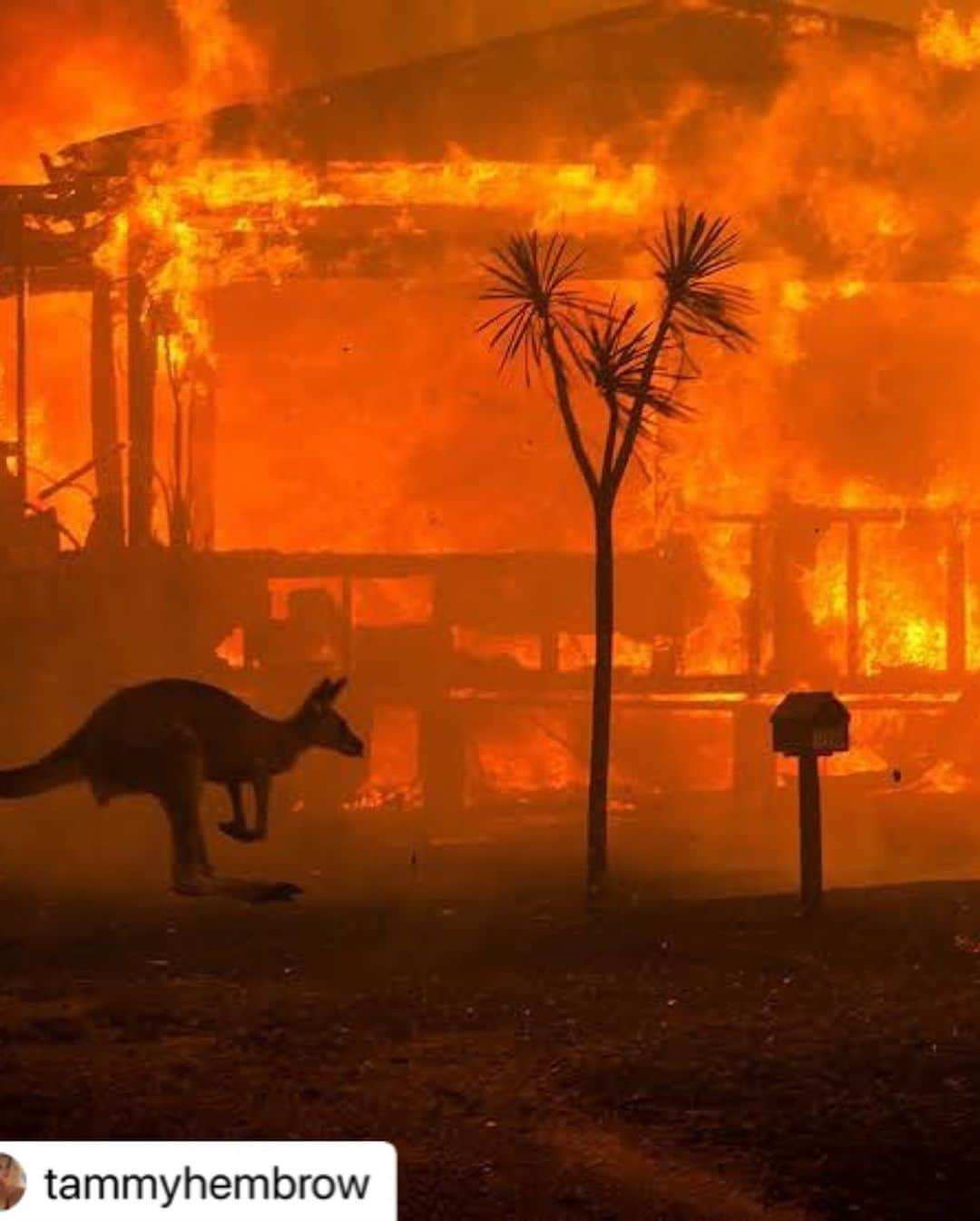 ジェシカ・バーチアーガさんのインスタグラム写真 - (ジェシカ・バーチアーガInstagram)「Half a billion animals killed in Australia brush fires. People are dying. 15 million acres burned. Let’s try to help if we can 💔 LINK IN BIO TO DONATE 🙏🏽👨🏼‍🚒🌍🐨🦘 #australia #prayforaustralia @wireswildliferescue」1月6日 5時35分 - jessicaburciaga