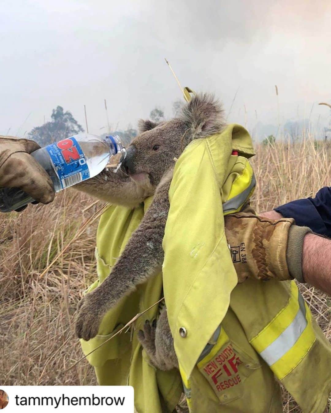 ジェシカ・バーチアーガのインスタグラム：「Half a billion animals killed in Australia brush fires. People are dying. 15 million acres burned. Let’s try to help if we can 💔 LINK IN BIO TO DONATE 🙏🏽👨🏼‍🚒🌍🐨🦘 #australia #prayforaustralia @wireswildliferescue」