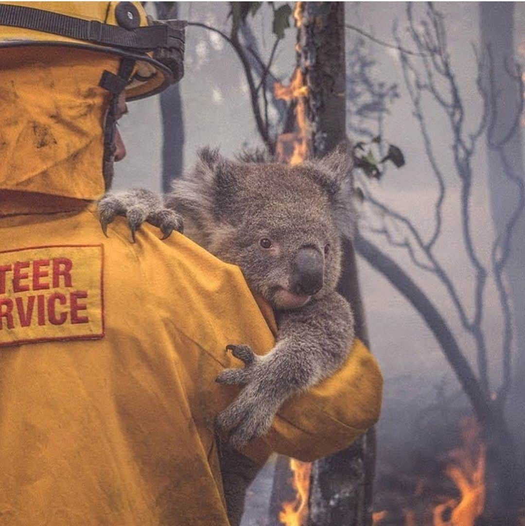 WildLifeさんのインスタグラム写真 - (WildLifeInstagram)「Firefighters are real heroes. Photo from NRMA insurance, “help is who we are” campaign. #australia #bushfiresaustralia Link in bio to donate to NSW rural fire service. Other sites for good causes you can search & donate to include: www.cfa.vic.gov.au  www.givit.org.au  www.cfsfoundation.org.au  www.redcross.org.au www.koalahospital.org.au」1月5日 21時24分 - wildlifepage