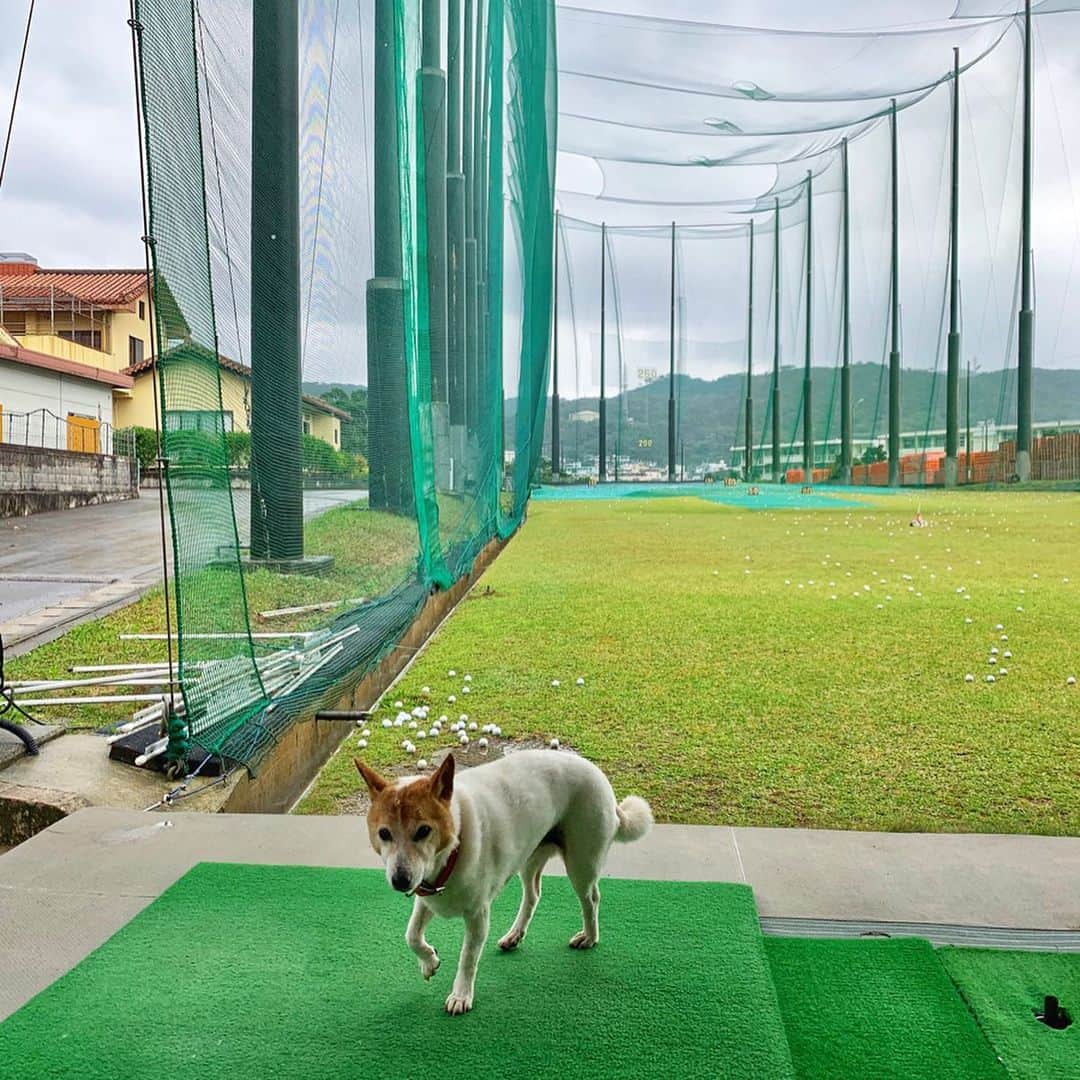 高沢奈苗さんのインスタグラム写真 - (高沢奈苗Instagram)「. 大晦日の打ち納めゴルフ⛳️ . 沖縄はこの日も雨☔️💔😭 . この格好だと暑いかなぁと思いながらも一応持ってきた冬物ウェアがちょうど良かった🙌 . 全身 @riendasuelta_golf 💗 . さすがに2日連続雨ゴルフは悲しいので😭ゴルフ場にお願いしてスタート時間を12時に変更してもらい、その間に近くの打ちっ放しでウォーミングアップ🏌️‍♀️ . かわいいワンちゃんが打席に遊びに来てくれて癒しの時間〜🐶💕 . そして午後からは予想通り晴れて無事にラウンドできました☀︎🏌️‍♀️ . 雨が降ってないだけマシではあるけど風速10mと暴風ゴルフ🤣🤣🤣 . でも本当、雨が降ってないだけ マシでした！！笑 . . . #オリオン嵐山ゴルフクラブ 🌺 #ゴルフ #ゴルフ女子 #リエンダスエルタ #ゴルフコーデ  #ビビゴルフ　 #riendasuelta #vividgolf #golf」1月5日 21時55分 - nanaetakasawa