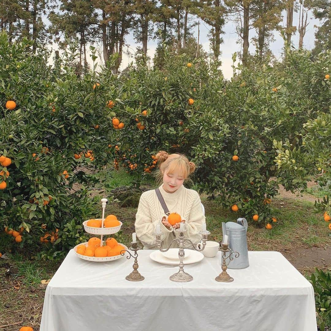 ユンジュさんのインスタグラム写真 - (ユンジュInstagram)「곳곳에 귤이 예쁘게 피어난 이곳은 아날로그 감귤밭 !🍊💛💛 #데일리룩 #도화xJeju」1月5日 21時56分 - __pink_tape