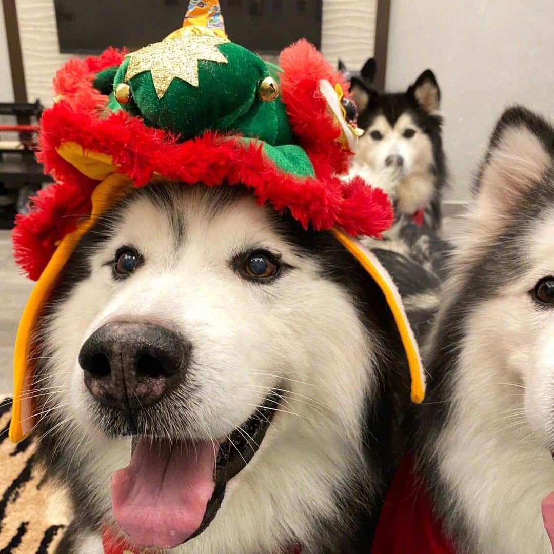 husky and malamuteのインスタグラム：「🥰🥰🥰wait....so cute family.」