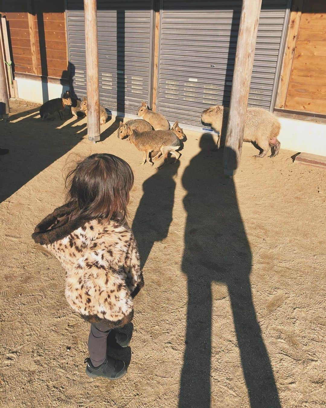 垣内彩未さんのインスタグラム写真 - (垣内彩未Instagram)「昨年のお正月は 旅行から帰ってきた日に親子でインフルエンザになり、寝込んで終わったお正月だったので、 今年は健康体で楽しむぞ🔥🎍と意気込みました！  今年は体調を崩さずに 最後まで色んな所に遊びに行って 楽しめました。  娘が動物が大好きなので 動物がいる所に行きがちな我が家です🐏  御殿場アウトレットにも 連れて行ってもらい、 ママも大満足です😂㊗️ #娘の後頭部パヤパヤしがち #超軟毛 #うらやましい」1月5日 22時01分 - kakiuchiayami