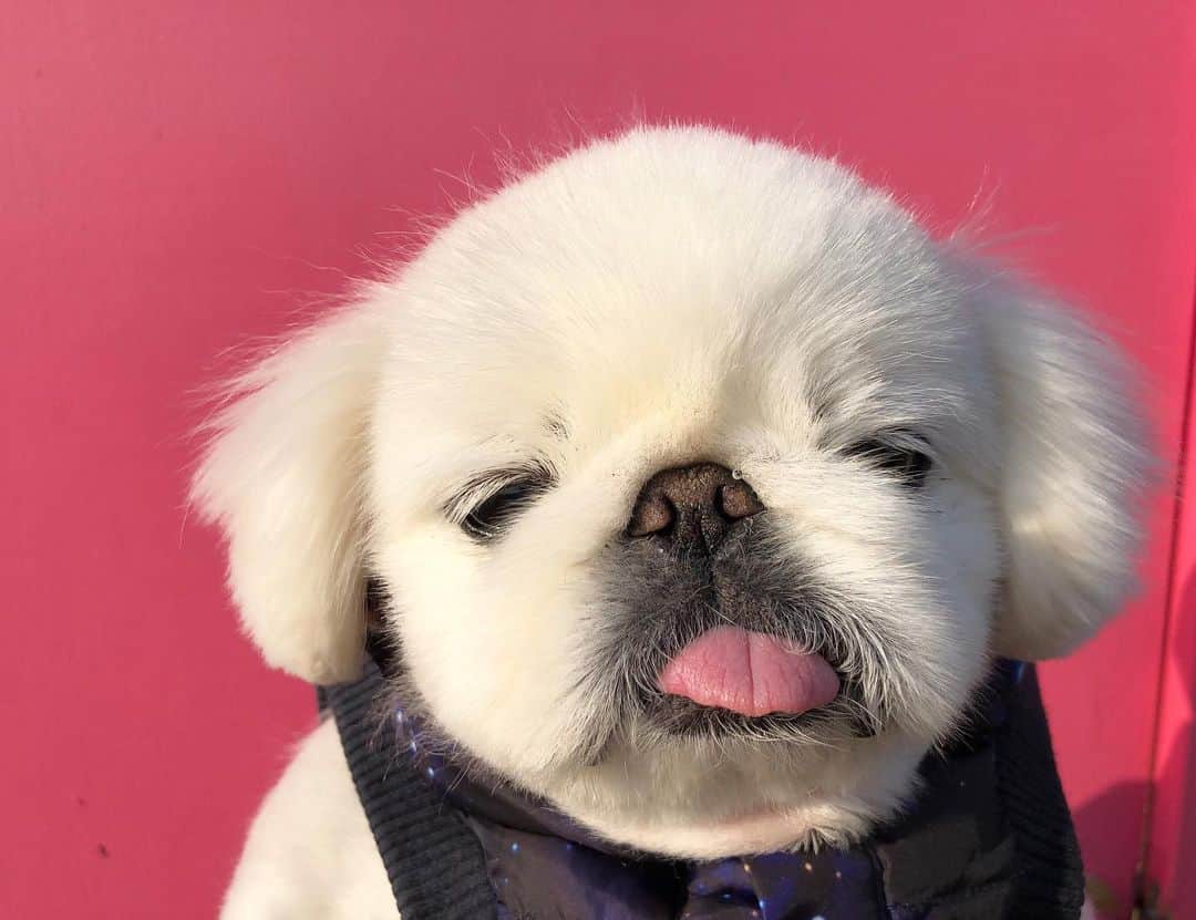 こなつのインスタグラム：「🐶💗2020ねん🐶💗 も Go Goにーず🤙🌈🌈🌈」
