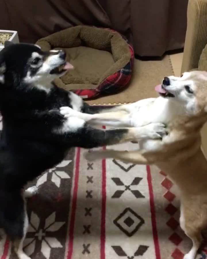 柴犬 けんしろう ゆりあのインスタグラム