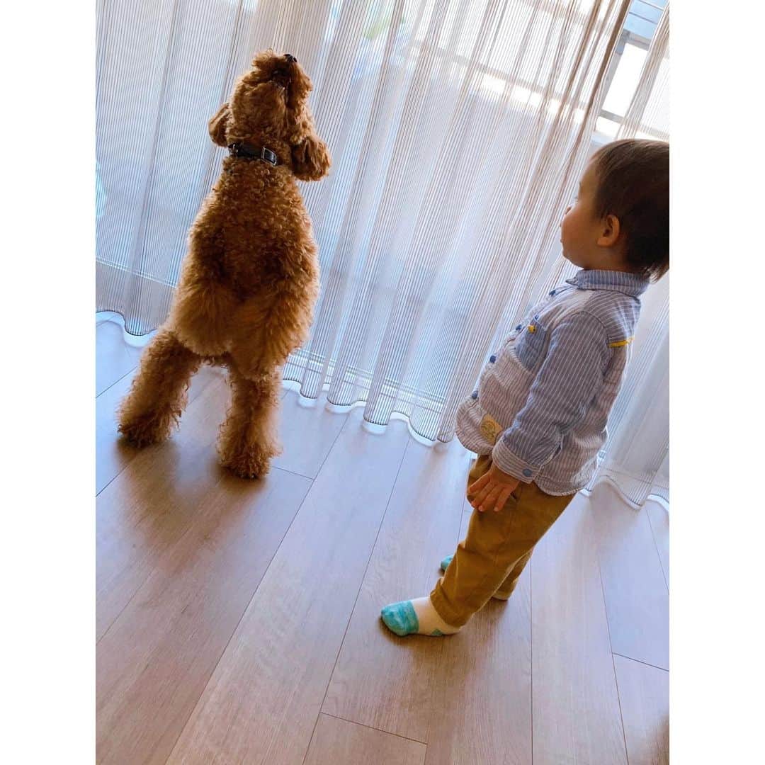 のインスタグラム：「年末年始。ずっと愛しのかるたと居られて幸せ過ぎて思わずかるた写真館😂 ・ ・ #従兄弟の子供 #ほぼ同じ背丈 #ほぼ2歳同士　#天使の2ショット #でかプー　#トイプードル #犬バカ部  #ソファの背もたれの上が好き」