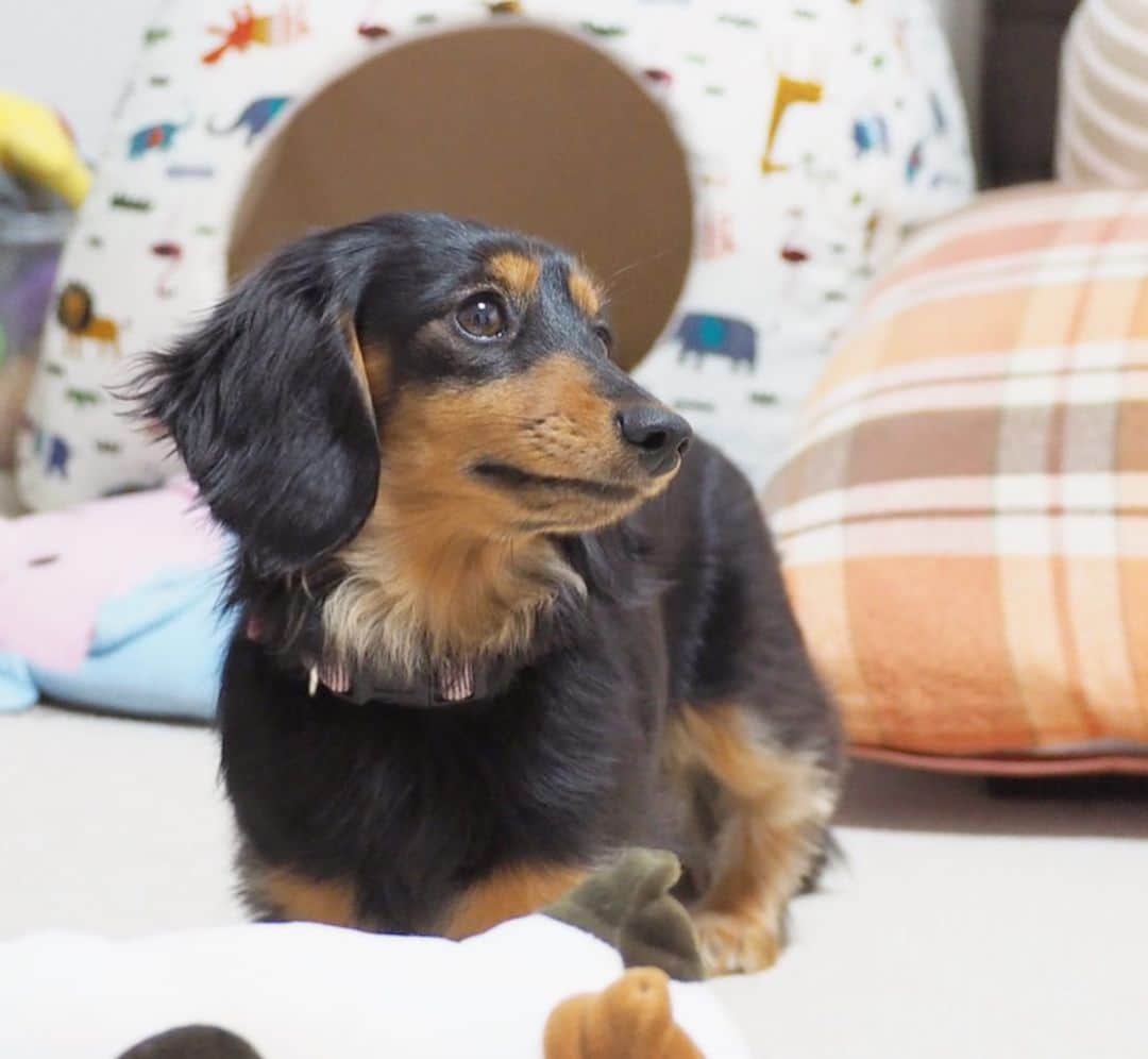 Sora Momoさんのインスタグラム写真 - (Sora MomoInstagram)「お姉ちゃんを見てるもも🐶🐾 ☺︎ いつも可愛い顔でお姉ちゃんを見上げてるなぁって思っていっぱい写真撮っちゃうんだけど 「ももが可愛い顔してる💕」ってお姉ちゃんが撮ってくれた最後の写真... ひどくない？😓 ☺︎ #どうやっても#可愛い顔に撮れないお姉ちゃん#ここまで来たら#むしろ天才的#表情が死んでる笑#いつも可愛い顔で#見上げてるのにね#そらを撮っても#可愛いくなくなる笑 #ダックス#ミニチュアダックス  #dachshund #miniaturedachshund」1月5日 22時27分 - teratera_sorapu_
