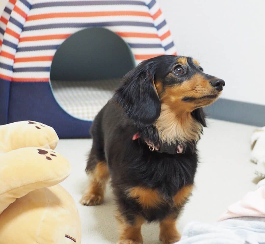 Sora Momoさんのインスタグラム写真 - (Sora MomoInstagram)「お姉ちゃんを見てるもも🐶🐾 ☺︎ いつも可愛い顔でお姉ちゃんを見上げてるなぁって思っていっぱい写真撮っちゃうんだけど 「ももが可愛い顔してる💕」ってお姉ちゃんが撮ってくれた最後の写真... ひどくない？😓 ☺︎ #どうやっても#可愛い顔に撮れないお姉ちゃん#ここまで来たら#むしろ天才的#表情が死んでる笑#いつも可愛い顔で#見上げてるのにね#そらを撮っても#可愛いくなくなる笑 #ダックス#ミニチュアダックス  #dachshund #miniaturedachshund」1月5日 22時27分 - teratera_sorapu_