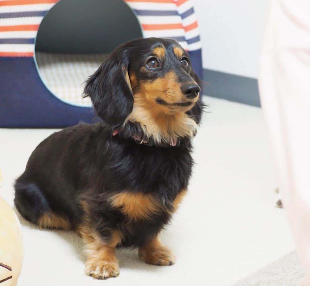 Sora Momoさんのインスタグラム写真 - (Sora MomoInstagram)「お姉ちゃんを見てるもも🐶🐾 ☺︎ いつも可愛い顔でお姉ちゃんを見上げてるなぁって思っていっぱい写真撮っちゃうんだけど 「ももが可愛い顔してる💕」ってお姉ちゃんが撮ってくれた最後の写真... ひどくない？😓 ☺︎ #どうやっても#可愛い顔に撮れないお姉ちゃん#ここまで来たら#むしろ天才的#表情が死んでる笑#いつも可愛い顔で#見上げてるのにね#そらを撮っても#可愛いくなくなる笑 #ダックス#ミニチュアダックス  #dachshund #miniaturedachshund」1月5日 22時27分 - teratera_sorapu_