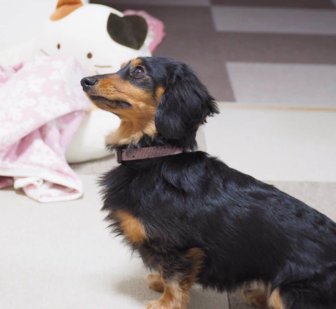Sora Momoさんのインスタグラム写真 - (Sora MomoInstagram)「お姉ちゃんを見てるもも🐶🐾 ☺︎ いつも可愛い顔でお姉ちゃんを見上げてるなぁって思っていっぱい写真撮っちゃうんだけど 「ももが可愛い顔してる💕」ってお姉ちゃんが撮ってくれた最後の写真... ひどくない？😓 ☺︎ #どうやっても#可愛い顔に撮れないお姉ちゃん#ここまで来たら#むしろ天才的#表情が死んでる笑#いつも可愛い顔で#見上げてるのにね#そらを撮っても#可愛いくなくなる笑 #ダックス#ミニチュアダックス  #dachshund #miniaturedachshund」1月5日 22時27分 - teratera_sorapu_