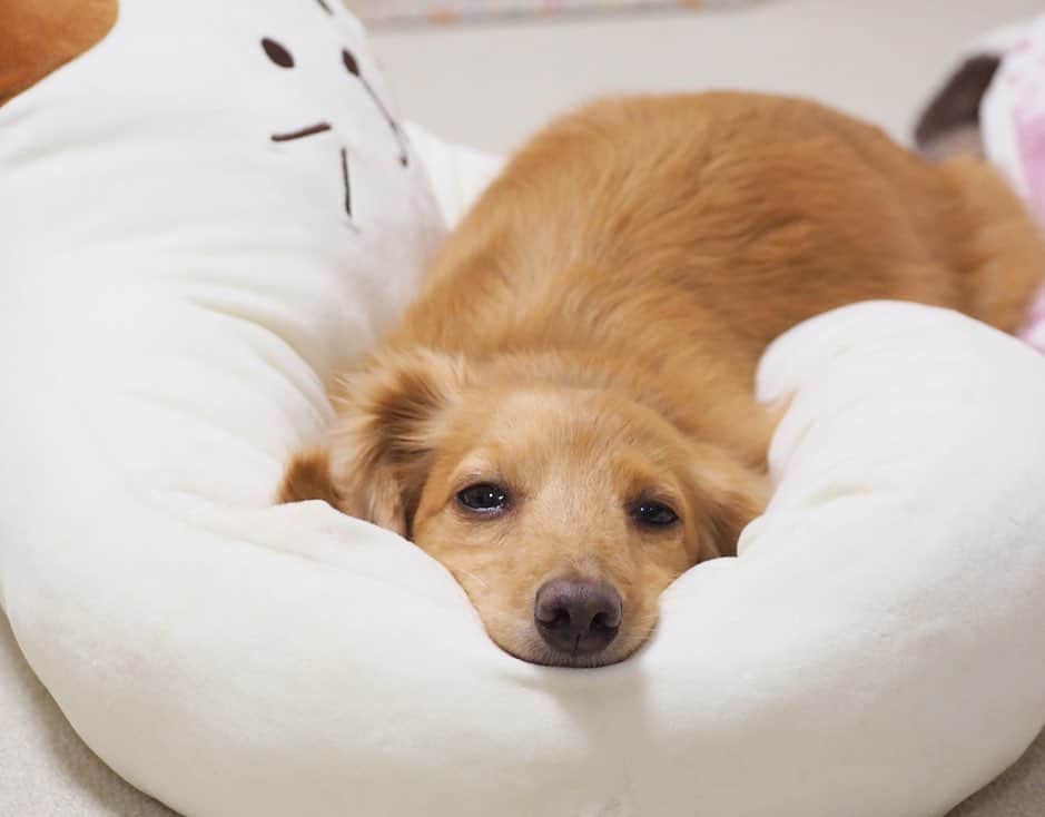 Sora Momoさんのインスタグラム写真 - (Sora MomoInstagram)「ベッドで遊んで休憩中🐶🐾 ☺︎ ベッドはおもちゃじゃないんですけど😞 可愛いから許す ☺︎ #今日も親バカ#年末最後に撮った写真#最後も最初もそらの写真#ベッドで遊んで#休憩中#中のクッション飛んでいった#ベッドはおもちゃじゃないですよ #ダックス#ミニチュアダックス  #dachshund #miniaturedachshund」1月5日 22時36分 - teratera_sorapu_