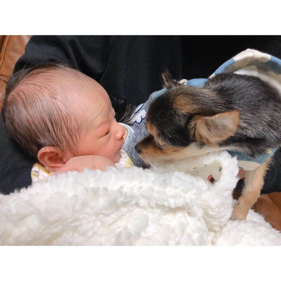 藤嶋栄介さんのインスタグラム写真 - (藤嶋栄介Instagram)「我が家のちびっ子クラブ👶🐶 バンビはBabyに興味津々で、いっつも横に行きたがるし、お利口に横で添い寝してくれるし、しっかりお姉ちゃんしてます🐶  Babyも元気いっぱい毎日育ってくれて、見るたびに変化を感じるからとっても楽しみ👶  もう少しでシーズンが始まるので、キャンプが終わるまで少しの間お別れだけど、しっかりスタートダッシュ決められるようにパパ頑張ります⚽️！ #パパ #バンビ #ベイビー #ちびっ子クラブ #お姉ちゃんと弟」1月5日 22時59分 - e.fujishima_official