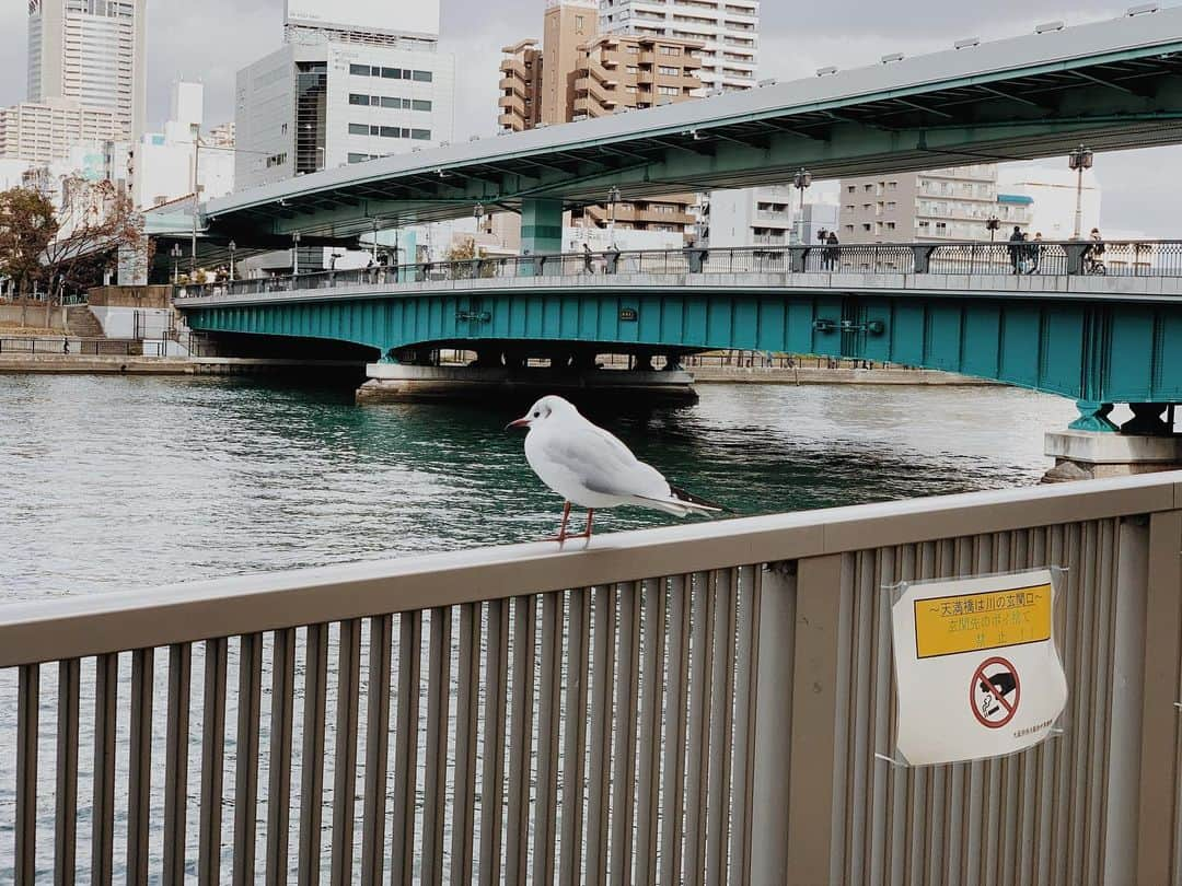 naoko tawaraさんのインスタグラム写真 - (naoko tawaraInstagram)「遅ればせながら、あけましておめでとうございます！ 去年は育休明けで、子育ても仕事も不安だらけだったのですが、家族に助けられて、周りの方々も暖かく受け止めてくれてここまでこれました。ありがとうございました。 今年は厄年、しかも本厄なので早々に厄払いに行こうと思います。初詣で引いたおみくじは「吉」だったので、ひとまず安心しました。 娘は1歳9ヶ月になりました。二語文を話してくれるようになり、会話が楽しくなってきました。今年も娘ともどもよろしくお願いいたします！ 写真は近所で出会ったユリカモメ。 #ユリカモメ」1月5日 23時16分 - noknok705