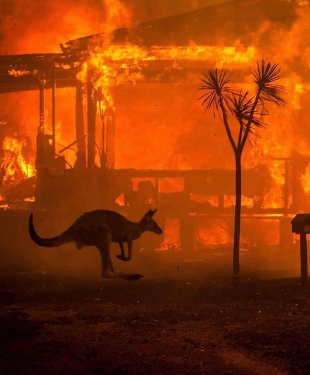 ジョン・コルタジャレナさんのインスタグラム写真 - (ジョン・コルタジャレナInstagram)「HELP AUSTRALIA! As of the New Year, the fires in Australia have now scorched more than 15 million acres of land, killed almost half a billion animals, burned down over 1400 homes and displaced hundreds of thousands of people. These fires are 500% larger than the Amazon fires and are getting bigger with no end in sight. Air quality is at hazardous levels in Australia and will be affecting everyone on a worldwide level. Civilians and holiday makers are stranded on beaches escaping the intense heat with no road out.  If you’re interested in helping, there's link in my stories with just a few of the many organizations you can donate to. If you can’t donate, share it!」1月5日 23時22分 - jonkortajarena