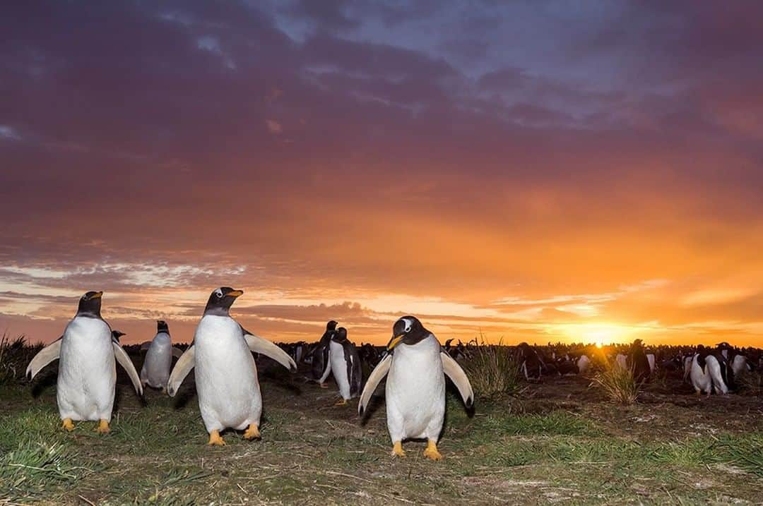 National Geographic Travelさんのインスタグラム写真 - (National Geographic TravelInstagram)「Photo by @DaisyGilardini | I love to photograph penguins in the Falkland Islands (Islas Malvinas). Being based on land instead of a ship gives me the opportunity to photograph penguin colonies at dusk and dawn.  I’m not a fan of flash, but occasionally—when really necessary—I use a bit of underexposed fill flash. I always pay attention to the reaction of the animals. If I see any negative impact, I stop and look for an alternative light solution.  One beautiful morning on Sea Lion Island, I was blessed with an amazing sunrise. The position of the sun and the configuration of the terrain did not allow me to work with silhouettes, so I decided to try a bit of fill flash with the penguins. It’s extremely challenging to get it right because their shiny belly feathers are highly reflective and it’s really easy to “burn out” the whites—and consequently all the detail. I was surprised to see that the penguins were actually attracted to the light and started gathering around me. Follow me @DaisyGilardini for more images and stories behind the scenes. #falklandislands #penguin #gentoopenguin #climatechange #conservation」1月6日 0時07分 - natgeotravel