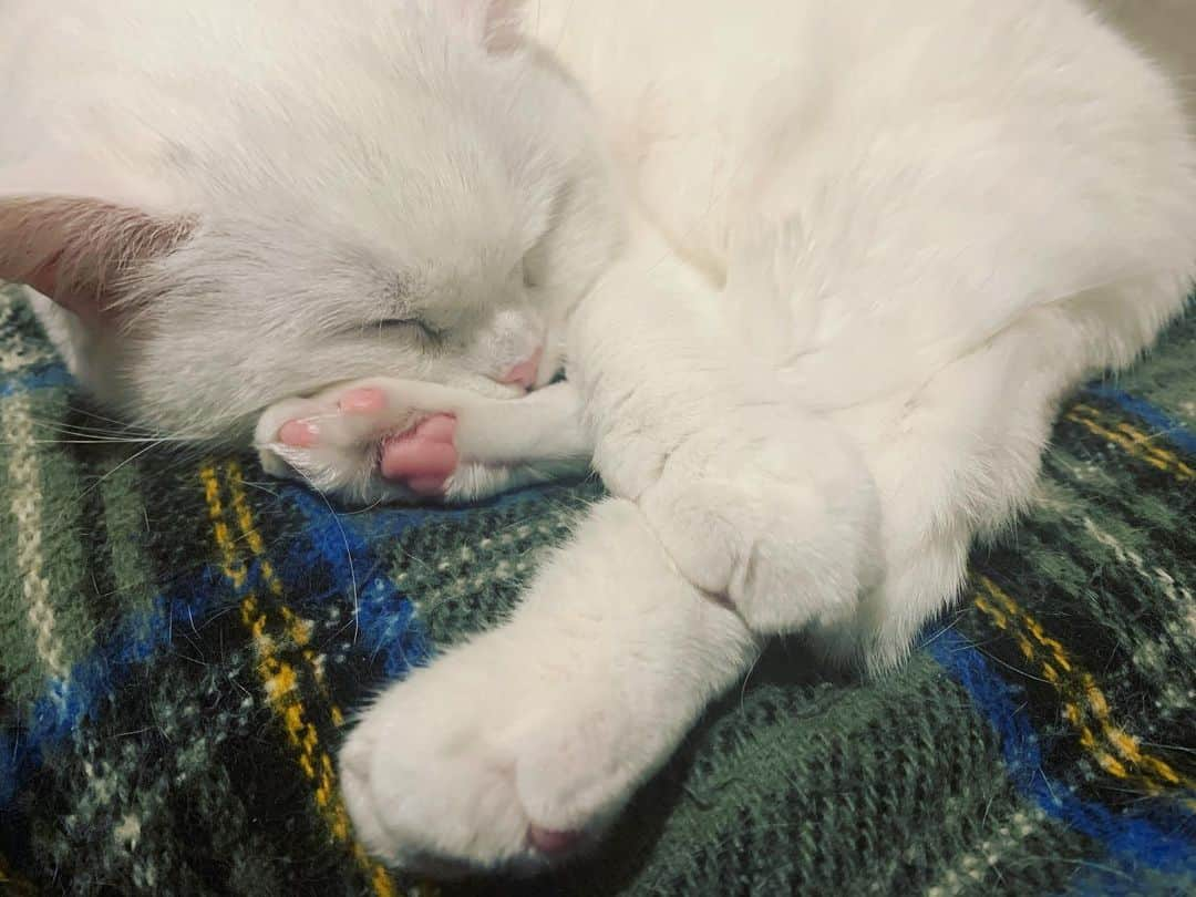 てふさんのインスタグラム写真 - (てふInstagram)「足大好きじゃん…… #otefucat」1月6日 0時49分 - cat_chouchou