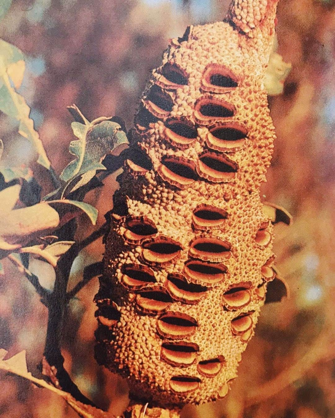 Meganさんのインスタグラム写真 - (MeganInstagram)「Banksia, Australia 〰 donate here @parks_foundation」1月6日 0時54分 - zanzan_domus