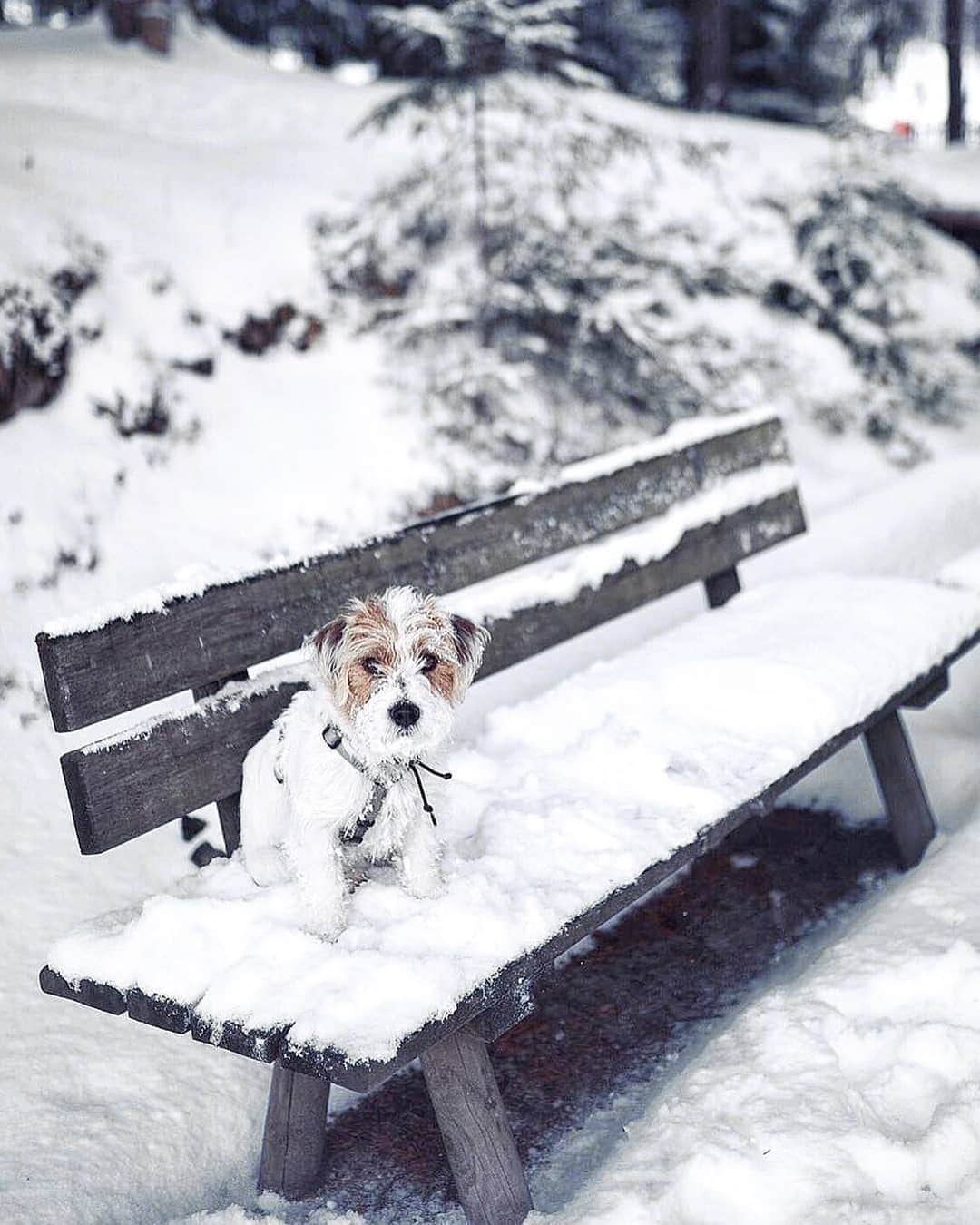 PAUL HEWITTさんのインスタグラム写真 - (PAUL HEWITTInstagram)「Weekend walks. 🐶❄️⚓️ (photo @berriesandpassion) #getAnchored #paulhewitt __ #dog #cute #bestfriend #love #dogsofinstagram #instadogs #winter #winterwonderland #snow #snowflakes」1月6日 2時01分 - paul_hewitt