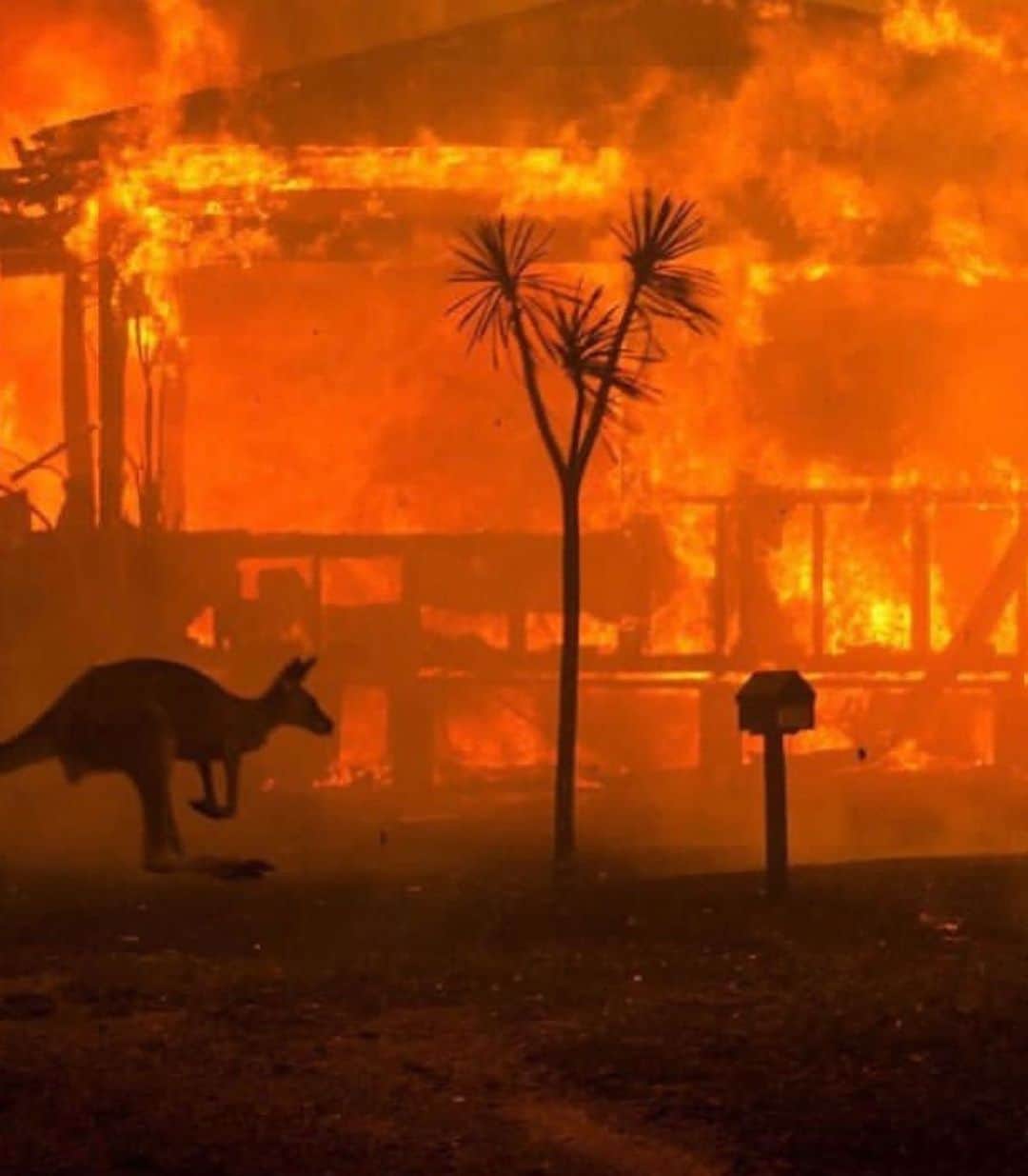 ミシェル・モナハンさんのインスタグラム写真 - (ミシェル・モナハンInstagram)「“THE EARTH IS WHAT WE ALL HAVE IN COMMON”  To all the people - family and friends, wildlife - fighting, enduring and suffering from the disastrous wildfires in Australia, we are with you. Please refer to the below sites to give immediate assistance.  @nicolekidman @lincolnpilcher  @gretathunberg  @leonardodicaprio  Any action you are able to take - financial, environmental or spiritual will make a difference. Sadly, we know this is our world’s future. We are all connected and responsible for this climate fight. Let’s do our part even if governments do not.  Wishing you peace this Sunday, wherever in the world you may be. Link in bio for more on how to help. 📸: @somewhereiwouldliketolive」1月6日 2時06分 - michellemonaghan