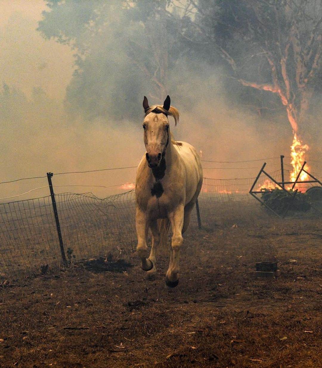 ミシェル・モナハンさんのインスタグラム写真 - (ミシェル・モナハンInstagram)「“THE EARTH IS WHAT WE ALL HAVE IN COMMON”  To all the people - family and friends, wildlife - fighting, enduring and suffering from the disastrous wildfires in Australia, we are with you. Please refer to the below sites to give immediate assistance.  @nicolekidman @lincolnpilcher  @gretathunberg  @leonardodicaprio  Any action you are able to take - financial, environmental or spiritual will make a difference. Sadly, we know this is our world’s future. We are all connected and responsible for this climate fight. Let’s do our part even if governments do not.  Wishing you peace this Sunday, wherever in the world you may be. Link in bio for more on how to help. 📸: @somewhereiwouldliketolive」1月6日 2時06分 - michellemonaghan