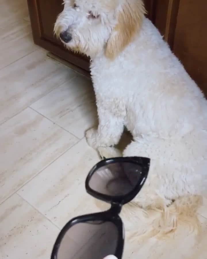 Warby Parkerのインスタグラム：「We hear so many stories of eyewear-gone-astray that we decided to start sharing a few of our favorites! Raise your hand if your four-legged friend has ever mistaken your glasses for a chew toy like @biscuitgoodboi did 🙋‍♀️🙋‍♂️Share the funniest, most surreal, insane, glorious, and mysterious ways you've lost your glasses with us below!👇」