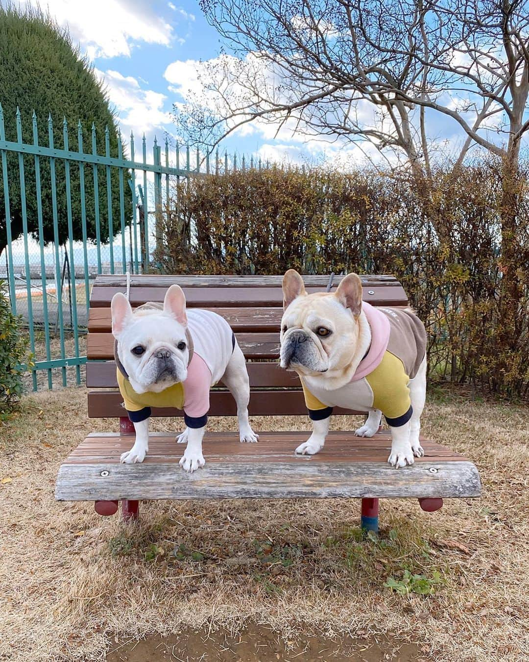 Ham-chanさんのインスタグラム写真 - (Ham-chanInstagram)「#frenchbulldog #frenchie #hamchan #utakun #hamanduta #はむうた #はむちゃん #うたくん #フレブル #フレンチブルドッグ 年始は実家へ。🎍 うたくん3歳になりましたよ。 誕生日おめでとう！😊🐶🎂🍾✨」1月6日 3時16分 - hide_ham_tank