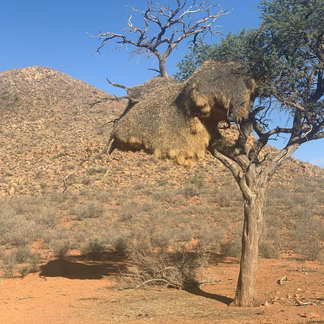 ホーランド・ロデンさんのインスタグラム写真 - (ホーランド・ロデンInstagram)「Endless beauty in sossusvlei」1月6日 3時43分 - hollandroden