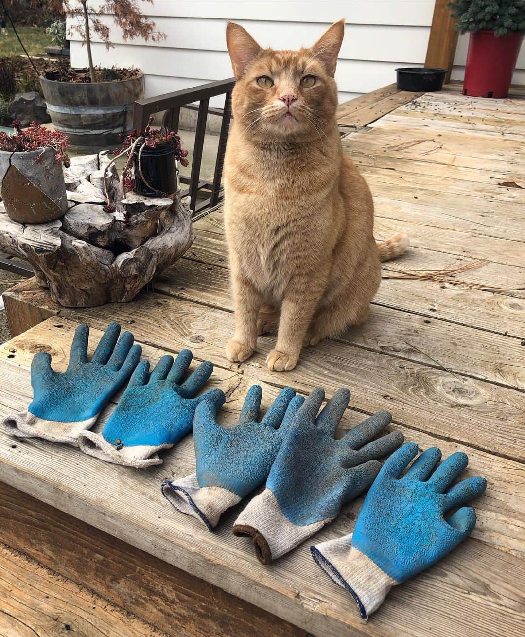 Snorri Sturlusonさんのインスタグラム写真 - (Snorri SturlusonInstagram)「STOLEN: more blue gloves, where are they all coming from??? #snorrithecat #kittyklepto #catburglar #smugaf」1月6日 4時32分 - snorrithecat
