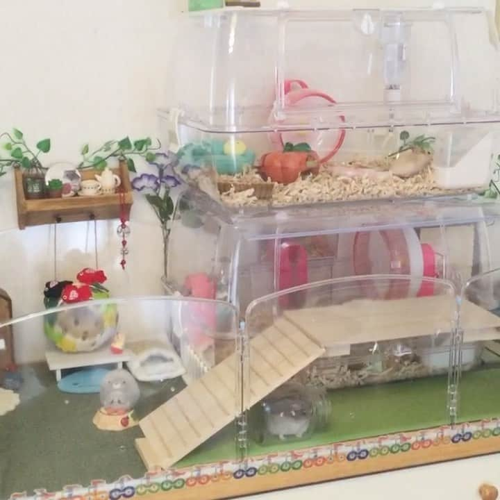 hamster_mocoのインスタグラム