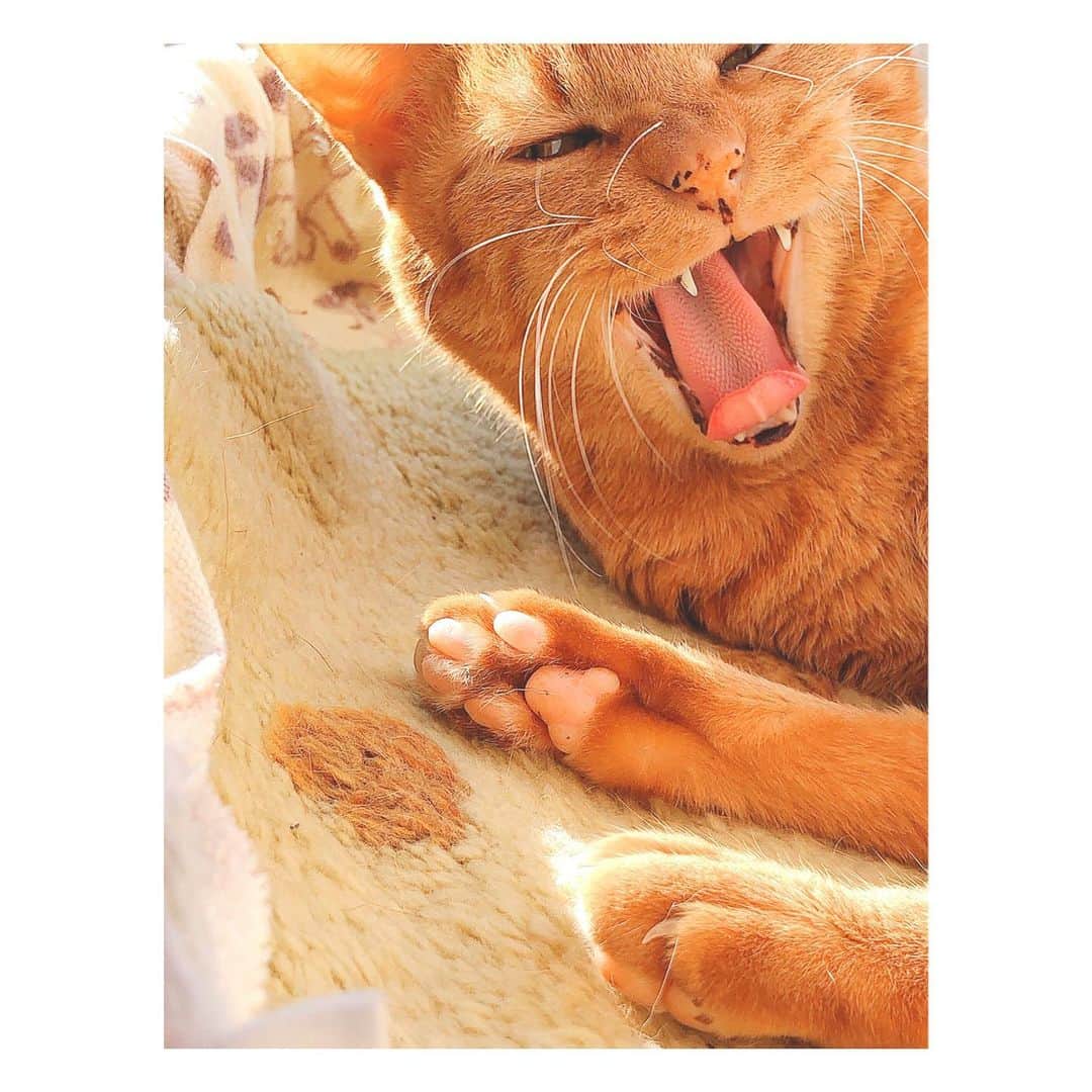 理絵さんのインスタグラム写真 - (理絵Instagram)「あくび🥱  #欠伸猫 #欠伸 #あくび #ilovecat #cat #gatto #고양이 #猫 #茶とら #茶トラ #tokyo #japan」1月6日 14時42分 - ____rie____