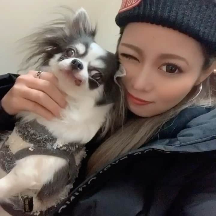 AMIのインスタグラム：「🐶 . はに丸🤍」