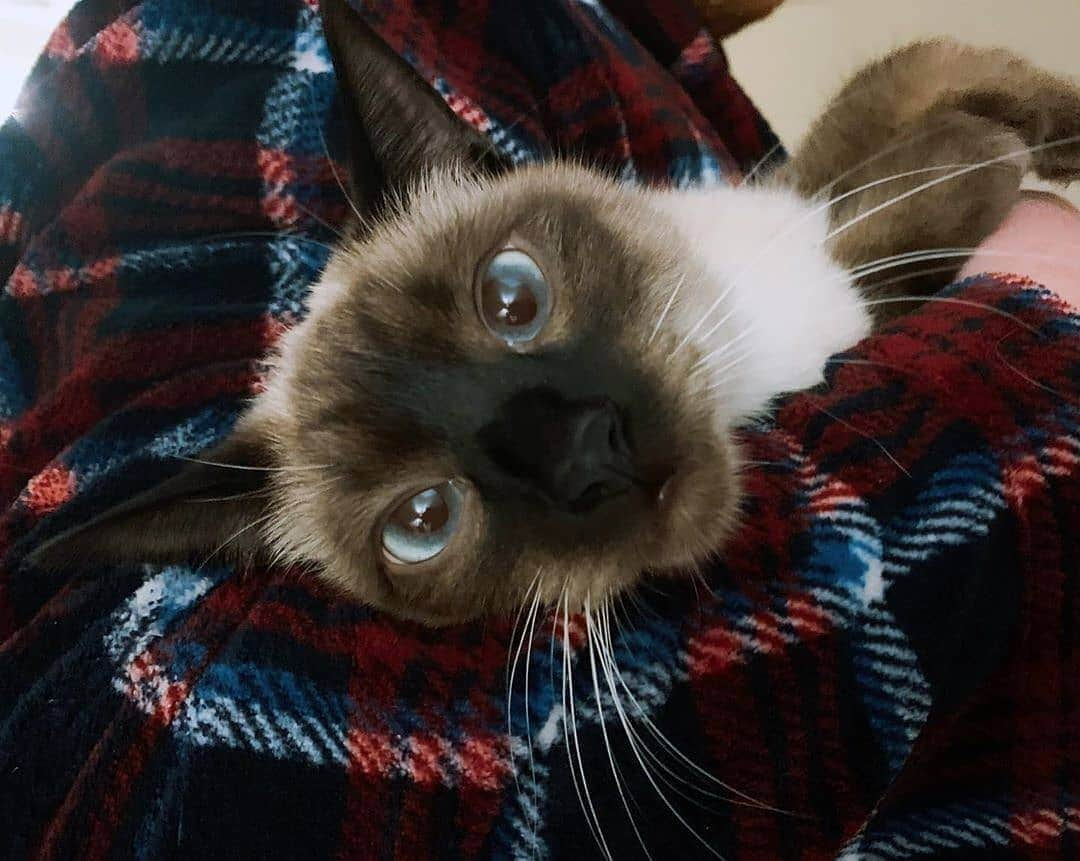 siamese_love_さんのインスタグラム写真 - (siamese_love_Instagram)「from @dorathesiamese -  brb watching christmas movies wif my hoomans ❄️⁣ ⁣ ⁣ . #cat #猫#gattisiamesi #Siamesi#Siamese #siamcAt #siamesecatlovers #siamcatlovers #siamesemix #siamesekitten #siamesekitty #siamés #siamesecatoftheday #gatto #chat#siamesecatofinstagram #siamesecats#siamesecat #instasiamese#siamesebluepoint #gattosiamese #gatos#고양이 #kat#katze#kotka#köttur  #샴고양이 #샴 #シャム猫 ⁣ ⁣ ⁣」1月6日 7時09分 - siamese_love_