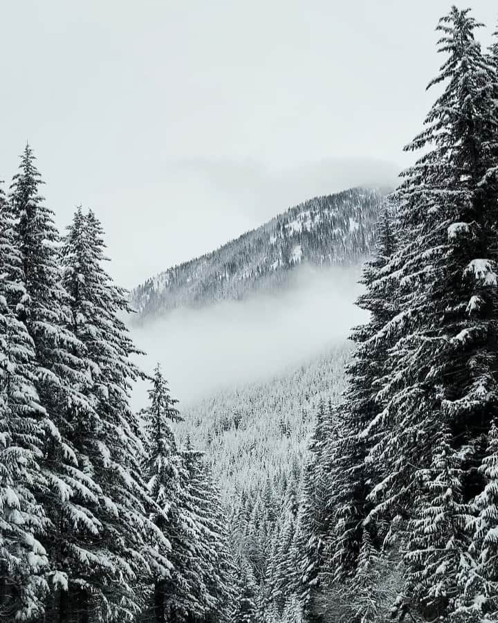 Cubby Grahamのインスタグラム：「A fresh blanket of snow made for a dreamy drive over #StevensPass a few weeks ago w/ @bethanymarieco @withhearts & @jimthebulldog ☃️」