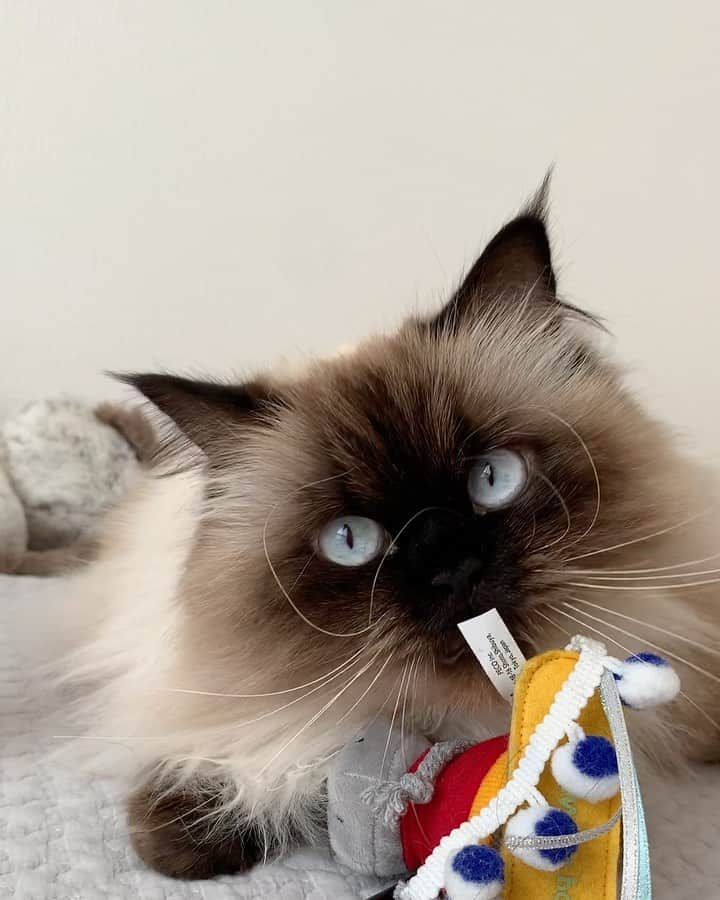 plumeのインスタグラム