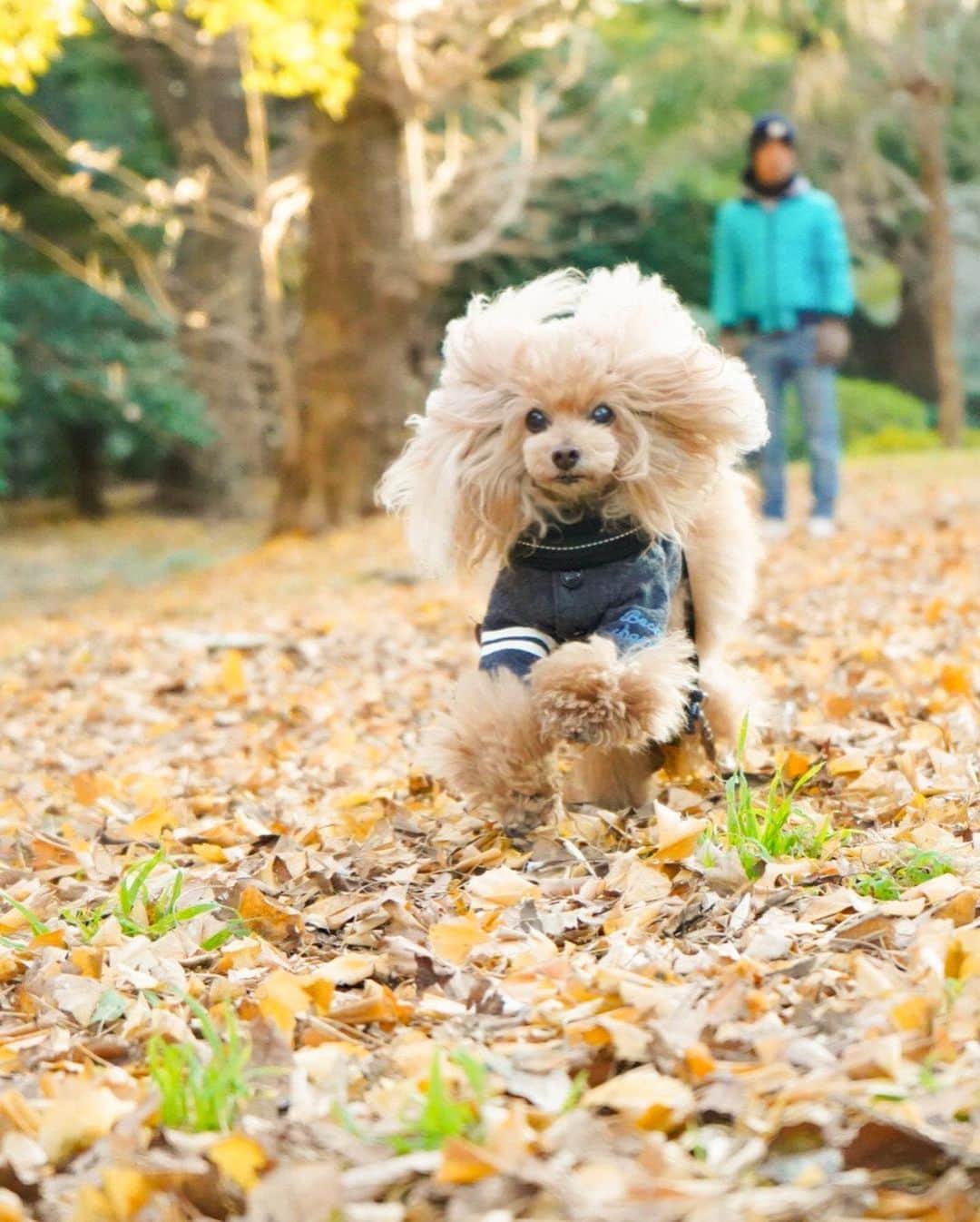 Toypoodle Mikuru?Asakusa Tokyoさんのインスタグラム写真 - (Toypoodle Mikuru?Asakusa TokyoInstagram)「20200106 Monday. Good morning! Friends 💕 今日から仕事始めですよー🥺 9日間の みくるとのラブライフがあっという間に終わりました😭  みくるはきっと、やれやれƪ(˘⌣˘)ʃ と思ってるんだろうなぁ🥺  画像は令和2年元日の初ランラン💨 楽しそうなみきゅるん☺️ みきゅるんの後ろでボサーと立ってるのはパパ😅 パパは今回二度目の #みくるの秘密基地 絵的に邪魔？🥴ブルーのダウンが差し色になって良い？🤣 . さぁ今年もロードー頑張っていきましょう😭  #走り始め #仕事始め #胃が痛い」1月6日 8時03分 - purapura299