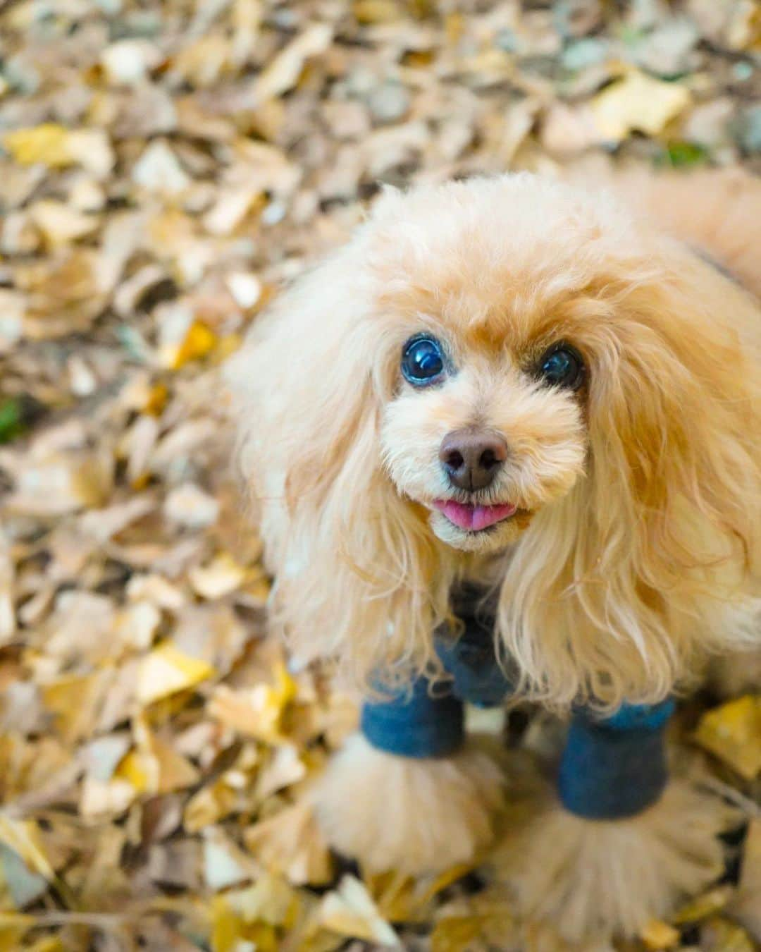 Toypoodle Mikuru?Asakusa Tokyoさんのインスタグラム写真 - (Toypoodle Mikuru?Asakusa TokyoInstagram)「20200106 Monday. Good morning! Friends 💕 今日から仕事始めですよー🥺 9日間の みくるとのラブライフがあっという間に終わりました😭  みくるはきっと、やれやれƪ(˘⌣˘)ʃ と思ってるんだろうなぁ🥺  画像は令和2年元日の初ランラン💨 楽しそうなみきゅるん☺️ みきゅるんの後ろでボサーと立ってるのはパパ😅 パパは今回二度目の #みくるの秘密基地 絵的に邪魔？🥴ブルーのダウンが差し色になって良い？🤣 . さぁ今年もロードー頑張っていきましょう😭  #走り始め #仕事始め #胃が痛い」1月6日 8時03分 - purapura299