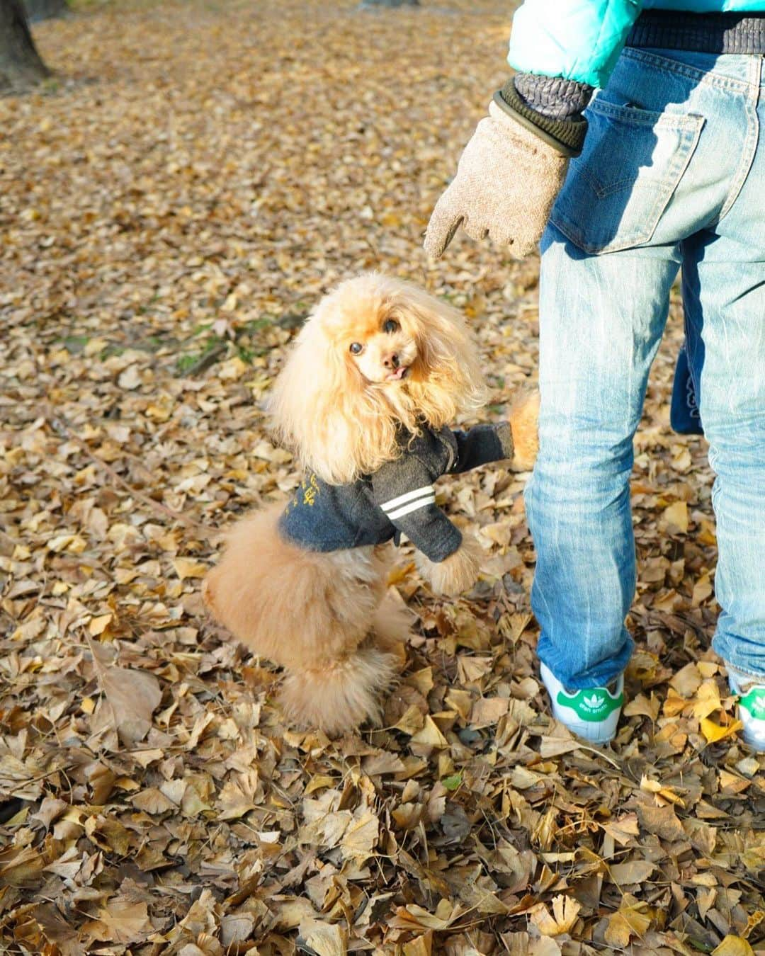 Toypoodle Mikuru?Asakusa Tokyoさんのインスタグラム写真 - (Toypoodle Mikuru?Asakusa TokyoInstagram)「20200106 Monday. Good morning! Friends 💕 今日から仕事始めですよー🥺 9日間の みくるとのラブライフがあっという間に終わりました😭  みくるはきっと、やれやれƪ(˘⌣˘)ʃ と思ってるんだろうなぁ🥺  画像は令和2年元日の初ランラン💨 楽しそうなみきゅるん☺️ みきゅるんの後ろでボサーと立ってるのはパパ😅 パパは今回二度目の #みくるの秘密基地 絵的に邪魔？🥴ブルーのダウンが差し色になって良い？🤣 . さぁ今年もロードー頑張っていきましょう😭  #走り始め #仕事始め #胃が痛い」1月6日 8時03分 - purapura299