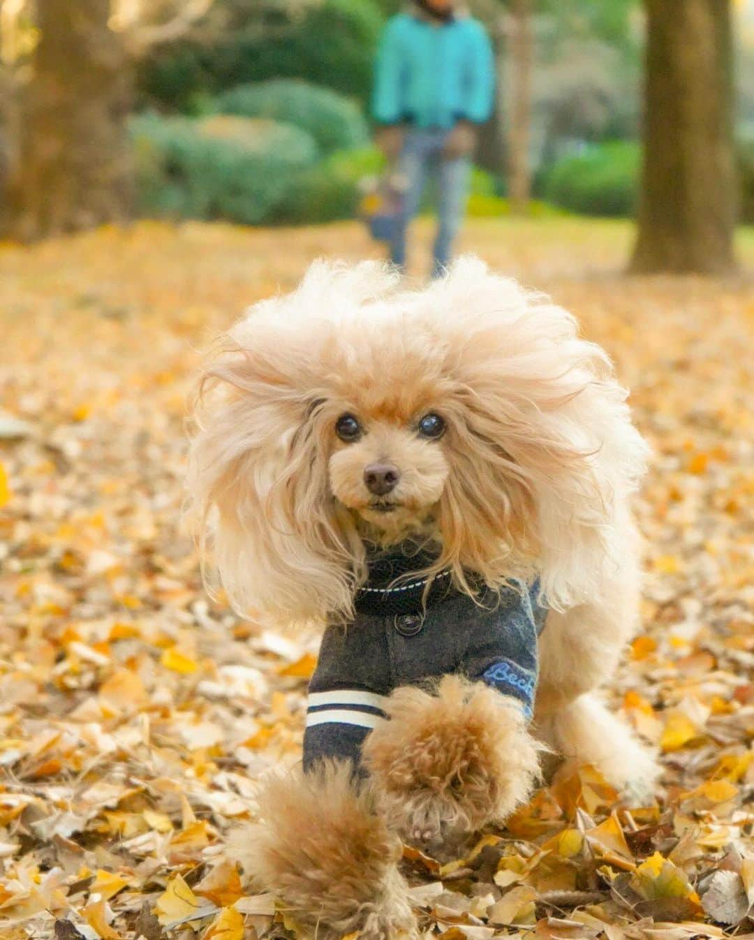 Toypoodle Mikuru?Asakusa Tokyoさんのインスタグラム写真 - (Toypoodle Mikuru?Asakusa TokyoInstagram)「20200106 Monday. Good morning! Friends 💕 今日から仕事始めですよー🥺 9日間の みくるとのラブライフがあっという間に終わりました😭  みくるはきっと、やれやれƪ(˘⌣˘)ʃ と思ってるんだろうなぁ🥺  画像は令和2年元日の初ランラン💨 楽しそうなみきゅるん☺️ みきゅるんの後ろでボサーと立ってるのはパパ😅 パパは今回二度目の #みくるの秘密基地 絵的に邪魔？🥴ブルーのダウンが差し色になって良い？🤣 . さぁ今年もロードー頑張っていきましょう😭  #走り始め #仕事始め #胃が痛い」1月6日 8時03分 - purapura299