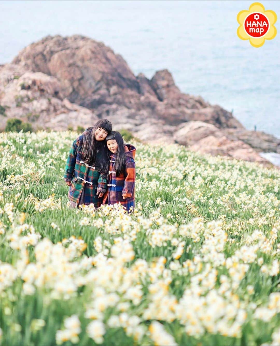 はなまっぷ❁日本の花風景さんのインスタグラム写真 - (はなまっぷ❁日本の花風景Instagram)「🌸はなまっぷ🌸 * @aki_kawakamiさんの  花のある風景に花まるを💮 * 真冬のお花畑であたたかい素敵な笑顔をありがとうございます😊🌸 * 島根 #唐音水仙公園 Karaoto Daffodil Park, Shimane Pref. * 🌼水仙の花言葉📝🌼 神秘、自己愛 * 見頃を過ぎている場所もご紹介しています。お出かけの際はHP等で最新の情報をご確認くださいね🙏🌸 * 🌸•••🌸•••🌸•••🌸•••🌸•••🌸 * いつも素敵なお花をありがとうございます😊 日本の花のある風景にタグ付けしてください🌸 お花があれば何でもOKです💓 * #はなまっぷ * #日本の美しい花風景#花のある風景#花#花畑#水仙#スイセン#風景」1月6日 8時09分 - hanamap