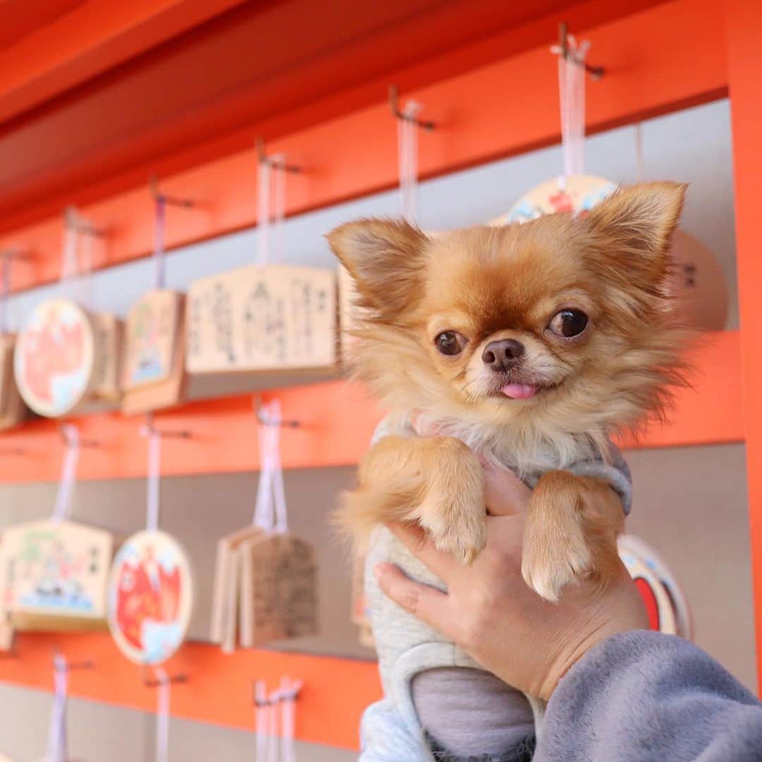 kayoのインスタグラム：「* * みんなの願いが叶いますように☺️💫💫💫 * * kulio💗 * * #chihuahua#chihuahualove#dogstgram#dog#instadog#チワワ#チワワ大好き * *」