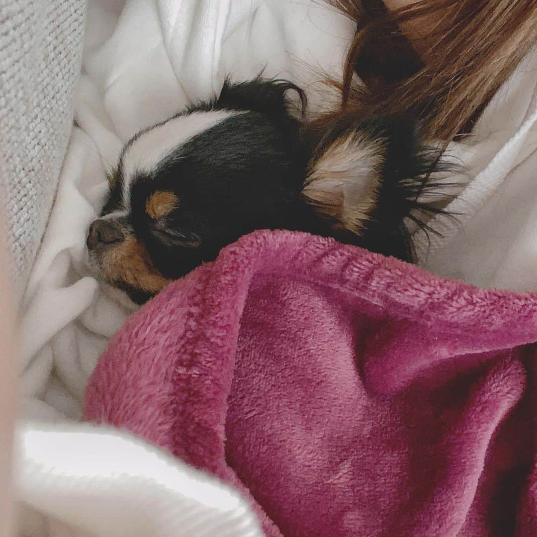 春茶さんのインスタグラム写真 - (春茶Instagram)「ㅤㅤㅤㅤㅤㅤㅤㅤㅤㅤㅤㅤㅤ ㅤㅤㅤㅤㅤㅤㅤㅤㅤㅤㅤㅤㅤ 正方形にしたごめん  おはよう まだねてるけど  #れい観察日記」1月6日 8時23分 - harutya_
