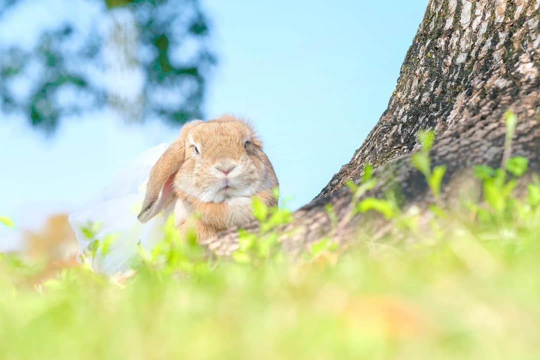 usagraphさんのインスタグラム写真 - (usagraphInstagram)「仕事はじめの月曜日は晴れ！🌞 また今日からうさぎのために働こう😂 ＊ ＊ ＊ #うさぎ #rabbit #bunny #ふわもこ部  #WeeklyFluff #igersjp  #tokyocameraclub #東京カメラ部  #神戸カメラ部  #bunnystagram  #myfujilove  #今日もx日和 #xt3 #xf90mmf2  #うさぎ部 #ホーランドロップ #hollandlop  #ファインダー越しの私の世界 #art_of_japan #aoj_bokeh」1月6日 8時39分 - usagraph