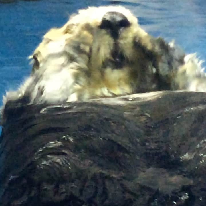 GOT’S のインスタグラム：「2020初水族館 #ラッコ #マリンピア日本海 #seaotter」