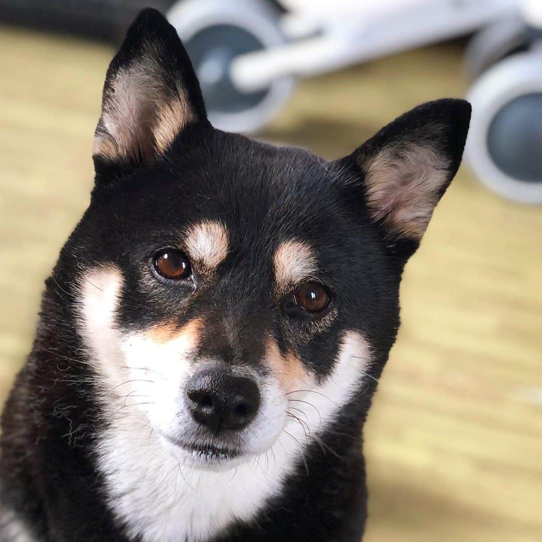 vo_coのインスタグラム：「🐾 2020.01.06 本年度仕事始め しかも最初の連休も返上… 小僧は保育園、こたつさんも日中のお留守番の日常が帰って参りました ８歳の今年もがんばろうね * #shibastagram #instashiba #shiba #shibainu #黒柴 #柴犬」