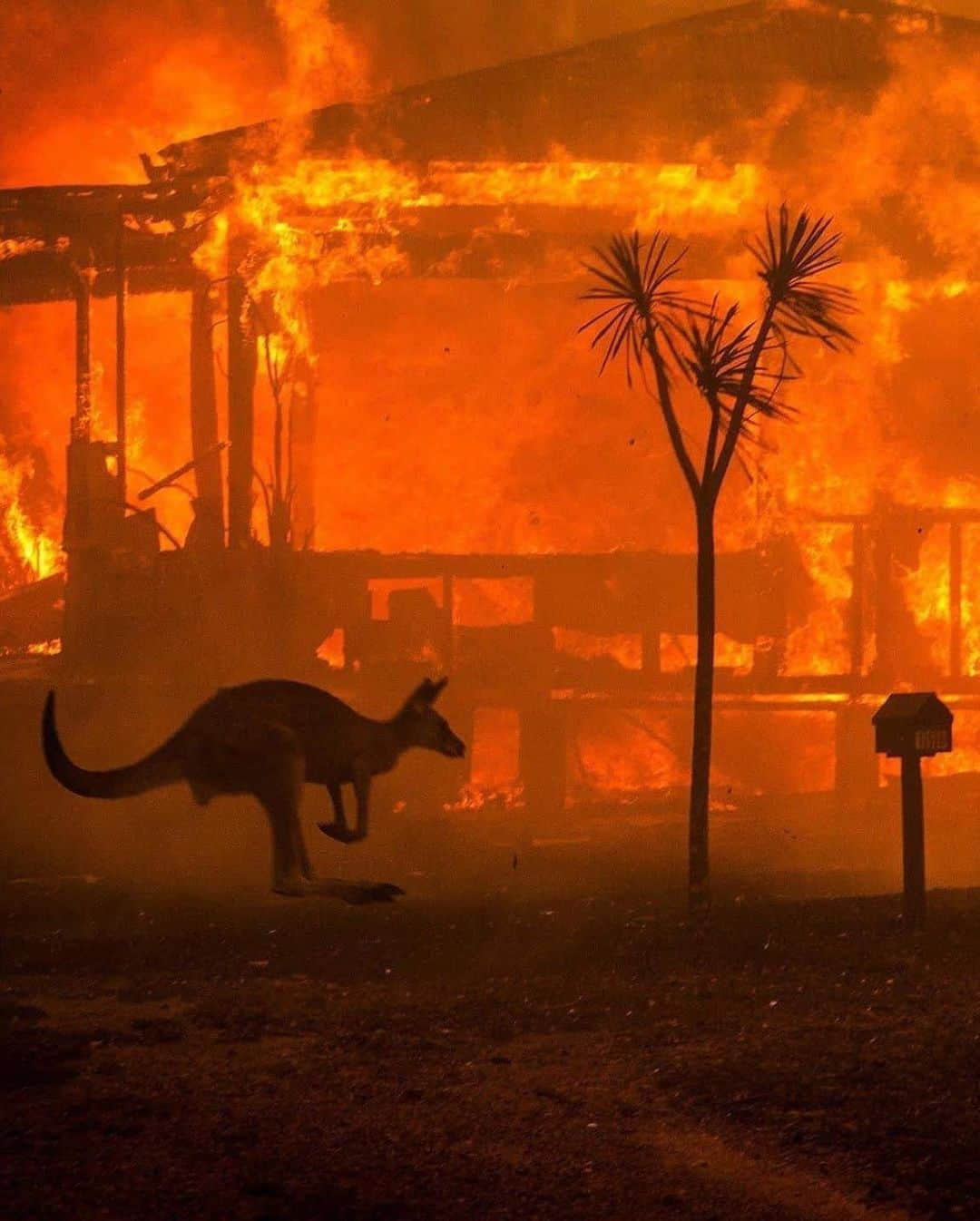 ケリー・ゲイルさんのインスタグラム写真 - (ケリー・ゲイルInstagram)「AUSTRALIA💔🇦🇺🙏🏽 I will be donating to: - Australian Red Cross Disaster Relief To help support the people effected by this disaster.  @redcrossau - the NSW Rural Fire Service to support the brave fire fighters. Big gratitude to all of the fire fighters being a part of this! @nswrfs - wires organization to support the wild life effected which the estimates say is over half a billion animals. Many of them close to extinction @wireswildliferescue  I also want to take a chance to highlight the Australian indigenous people and their work via 10 Desert organization.  Global climate change is real. The fact is that all over the planet these fires are getting worse and worse. From the fires In California, Russia, South America to name a few. Let’s all come together and help Australia. If you can donate, please do!Summer has just started there and the situation has the potential of getting much worse. ❤️🇦🇺」1月6日 10時20分 - kellygale