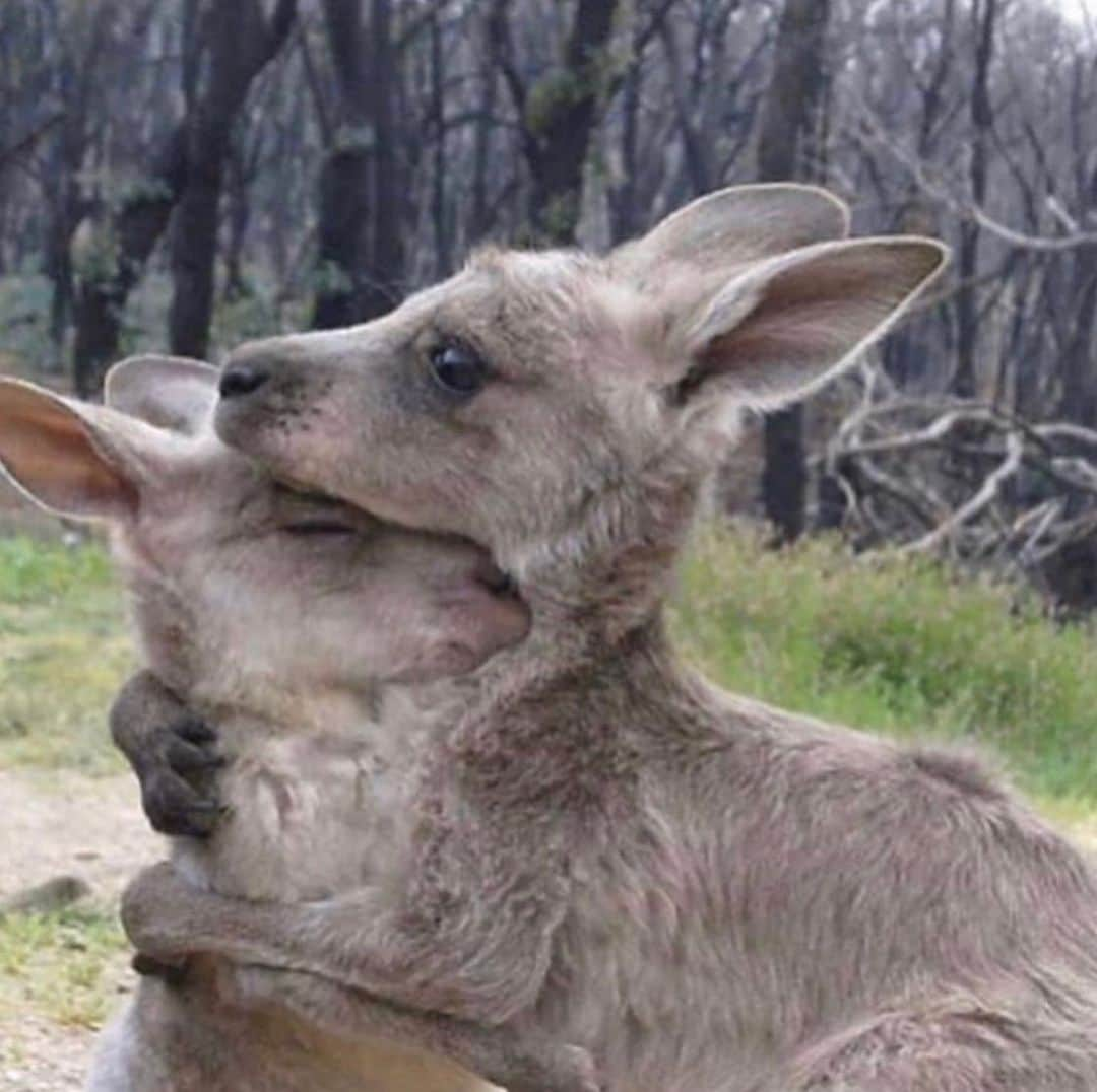 ケリー・オズボーンさんのインスタグラム写真 - (ケリー・オズボーンInstagram)「The ongoing bushfires are devastating Australian communities right now, with lives lost, homes and businesses destroyed and huge numbers of wildlife and bushland gone. We are so grateful to all those firefighters and volunteers working round the clock. If you can donate even a $1 to any of the below organisations, or an organisation of your choosing, it is all greatly needed and appreciated. Australian Red Cross: https://www.redcross.org.au/…/disaster-relief-and-recovery-… <https://www.redcross.org.au/campaigns/disaster-relief-and-recovery-new-years-eve?fbclid=IwAR1TgnW2KTlkT2itnBCEsvasRepe5pgqF4_nMHzQMc2vuo0jTFP_-4GYqgc#donate> NSW RFS: https://www.rfs.nsw.gov.au/volun…/support-your-local-brigade <https://www.rfs.nsw.gov.au/volunteer/support-your-local-brigade?fbclid=IwAR1tpJgtBfyKvkYnEjVvolOVlJ27vRHKFMSfPi9kk3bL6TyVd-yGJAo9-ks> Victoria CFA: https://www.cfa.vic.gov.au/about/supporting-cfa#donate-cash <https://www.cfa.vic.gov.au/about/supporting-cfa?fbclid=IwAR3ApOMsM0PFkmlcWe1uDNiBDDEvVPyV2lvRMZ4lFUK_3SfmfhF_BwWLRqo#donate-cash> SA CFS: https://cfsfoundation.org.au/donate <https://l.facebook.com/l.php?u=https%3A%2F%2Fcfsfoundation.org.au%2Fdonate%3Ffbclid%3DIwAR0T_eVRNoxIL1u7SLb138kFcC-Bl1aNuRm7APjCqAfsBronBsUjCVpjxGc&h=AT2pLPqbaOrmshiMKJFXiDOT-1u-7bBrQEw7uZGvGdRh7hSOhdUjdff5S2AK3wG7lZVjWs53j1yFen1De36D8H3zHYOAzjGG3SUaODGHmN-hGDgBEH9kkfPlG5r2adBHG2Sw--Lnh9H7q_DnExwyl_GgUcCXV-cnXpe50KLkrcb7p7M3tTPwiGg4_BvQkVIWn4uTeNYSgGMRUgKzloq0uFzo_i5HhBUlWpx045REad8iaQq9drE85oLPZJ4rkIx1MPsRXb4s8ZY-17doJBTEd2dZAzkP3IioAEQ8ga6MY0tfTy34RqQ-_yFTB4JYaDJwg3Fm2HZDKhBFOAW3FZn_Vkf-HOrnfbEBcIUrECWAvzSS8P4n5v_-imaQCeZgowXwufsx6SNxQ_Qgy4xt-6MmC7kWOasxSF73shQ3HhUvpQLPFihRgblHv5X7yM3Ltcb0z_EqXOiZCNeuZlucJ3EE5qWLLKW9n_XMvZtBchT2DsvLXU6HaAwIoFiVRkFip-Rx2iD2dxEjyBMOx24VUbEeDr97sK7iEDZnOkIyEnjaAGUDaOUV9-C3DdaSh1H8oIzWD6u9EqzgPS7VbsJivH6GHpupGFIaRGpbhWZzNL7IWAb3WJVt6daFpQ> WIRES: https://www.wires.org.au/donate/emergency-fund <https://www.wires.org.au/donate/emergency-fund?fbclid=IwAR1-eejHgKX9j4Uqip9bW0nPooqha8l0r0Rd_mcXmc7ENqLv_uYl7WvYlGQ>」1月6日 10時48分 - kellyosbourne